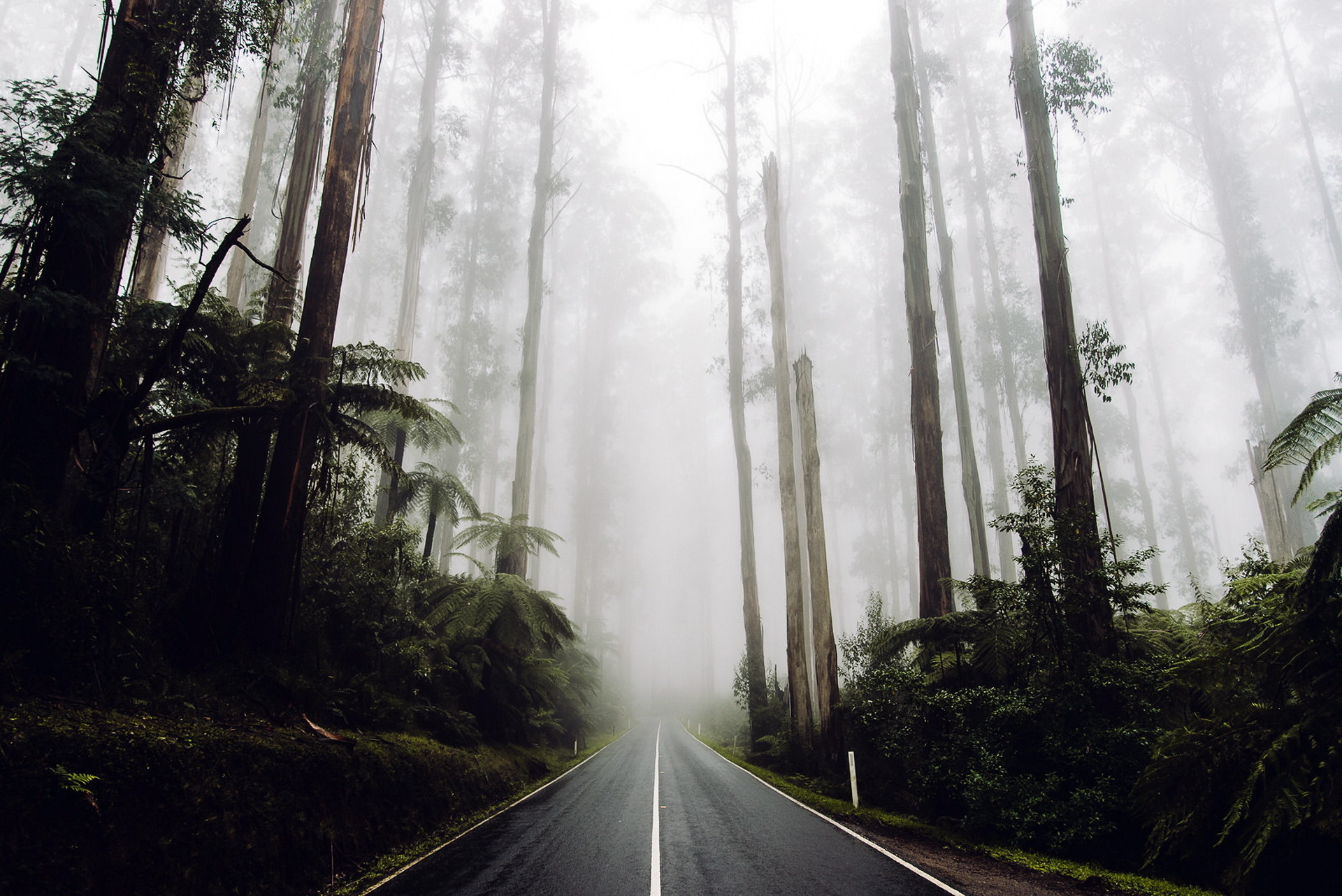 Free download wallpaper Road, Forest, Tree, Fog, Man Made on your PC desktop