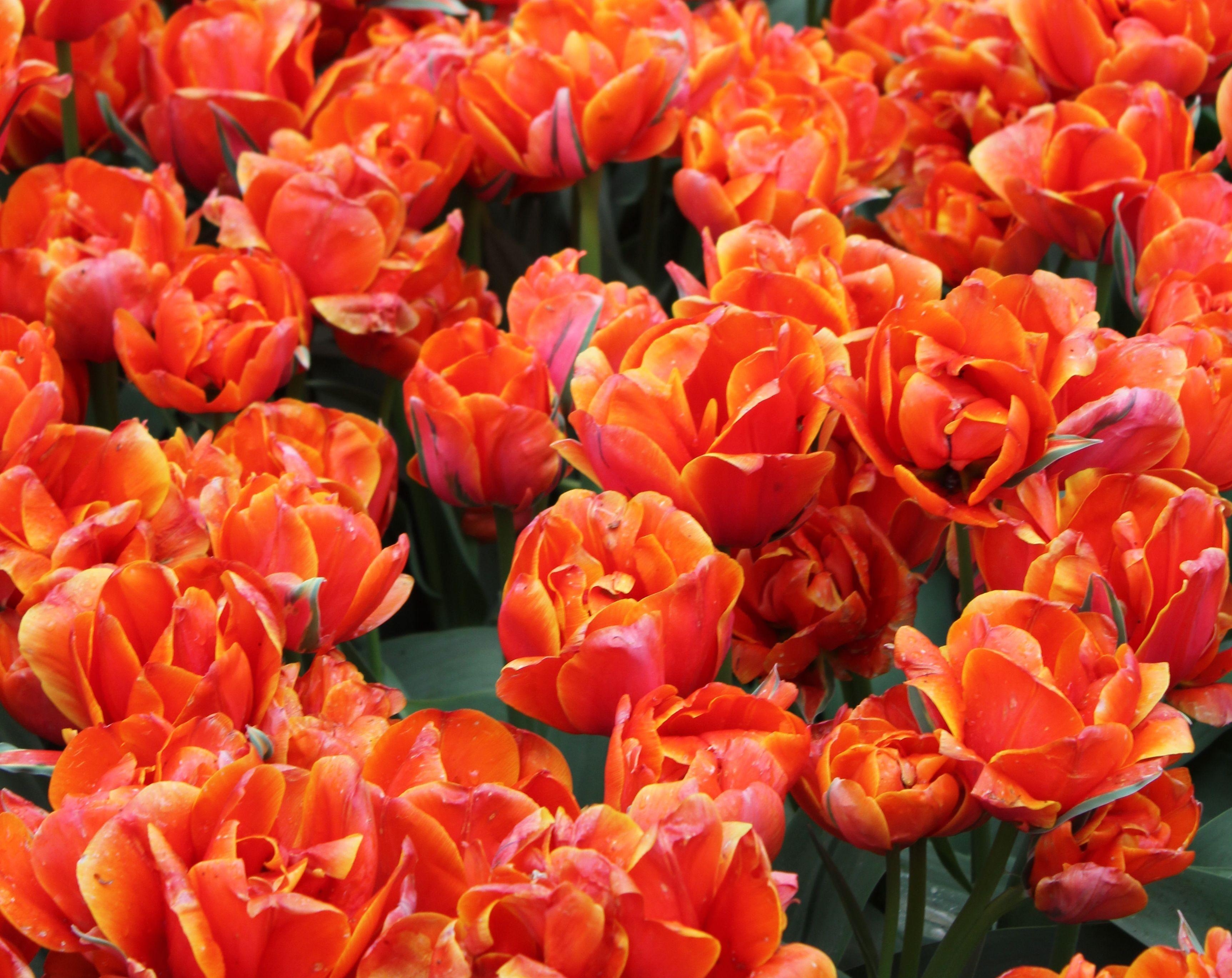 Descarga gratis la imagen Flores, Brillante, Cogollos, Brotes, Tulipanes en el escritorio de tu PC
