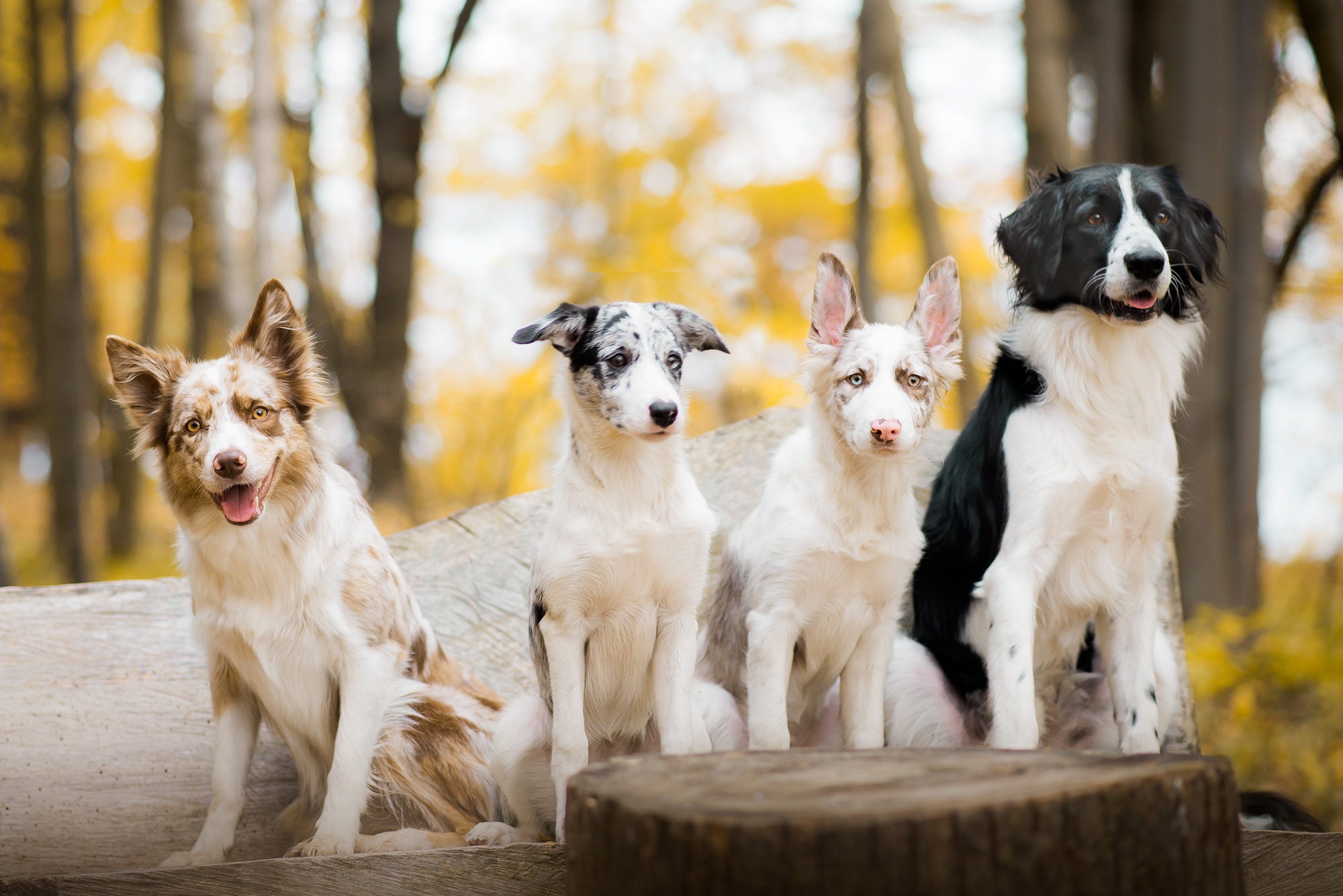 Download mobile wallpaper Dogs, Dog, Animal, Bokeh, Australian Shepherd, Border Collie for free.
