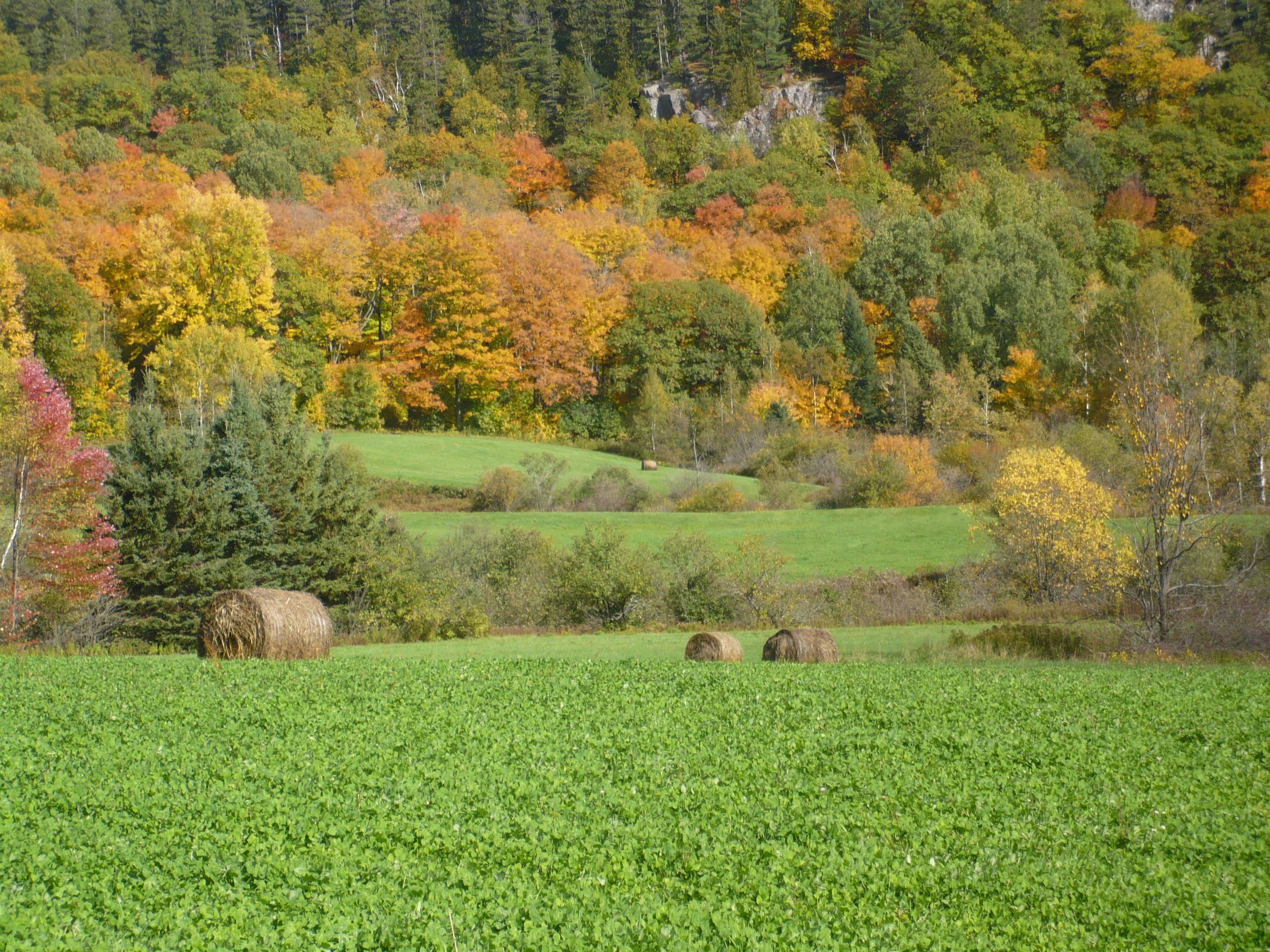 PCデスクトップに自然, フィールド, 木, 畑, 草, 秋画像を無料でダウンロード
