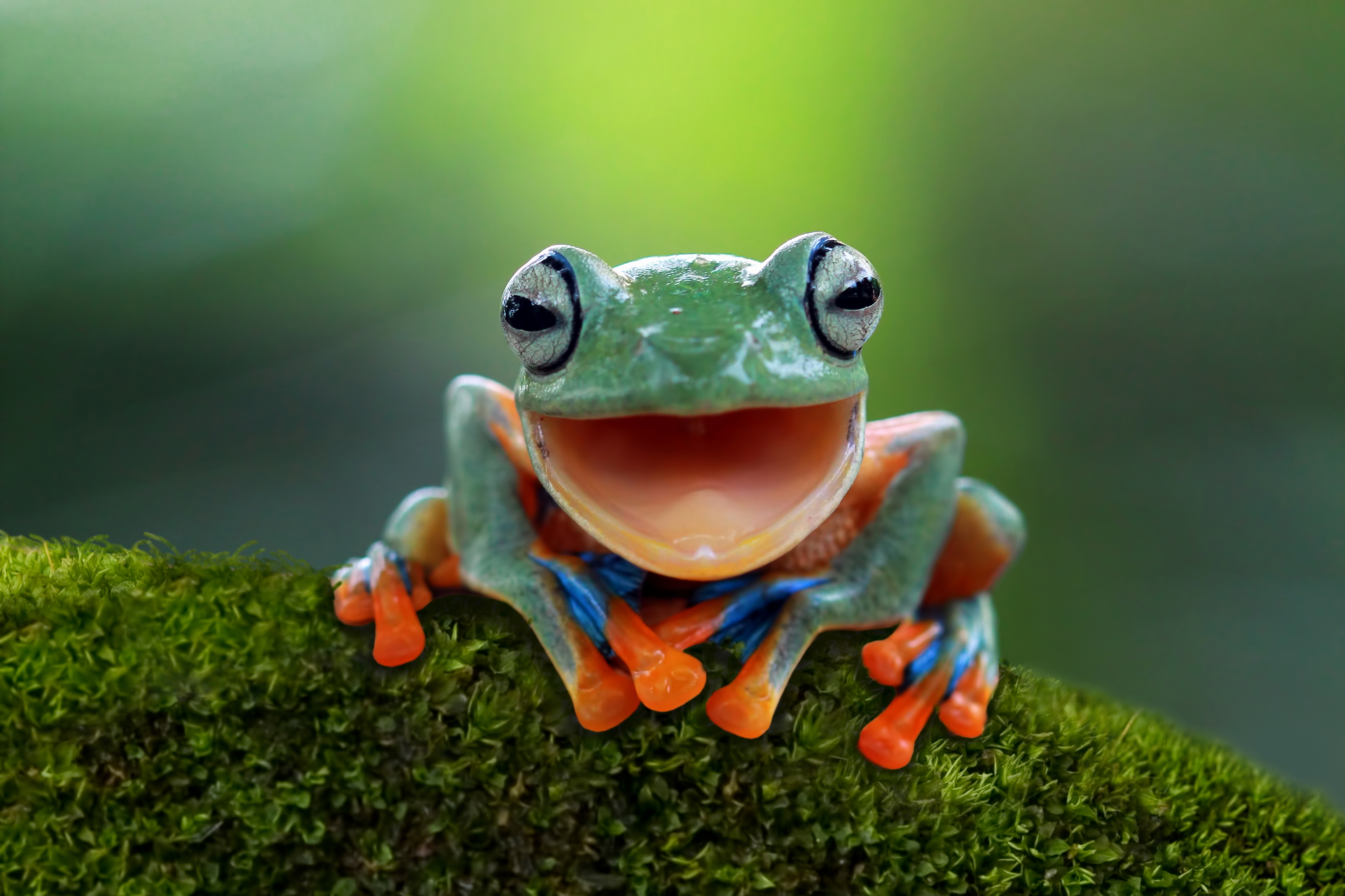 Download mobile wallpaper Frogs, Close Up, Animal, Frog, Amphibian, Tree Frog for free.