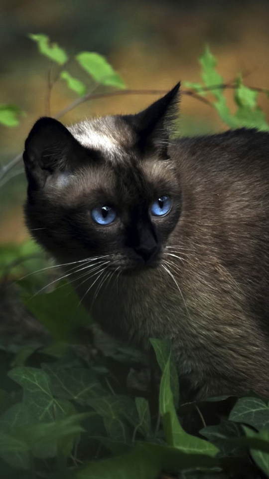 Descarga gratuita de fondo de pantalla para móvil de Animales, Gatos, Planta, Gato, Ojos Azules.