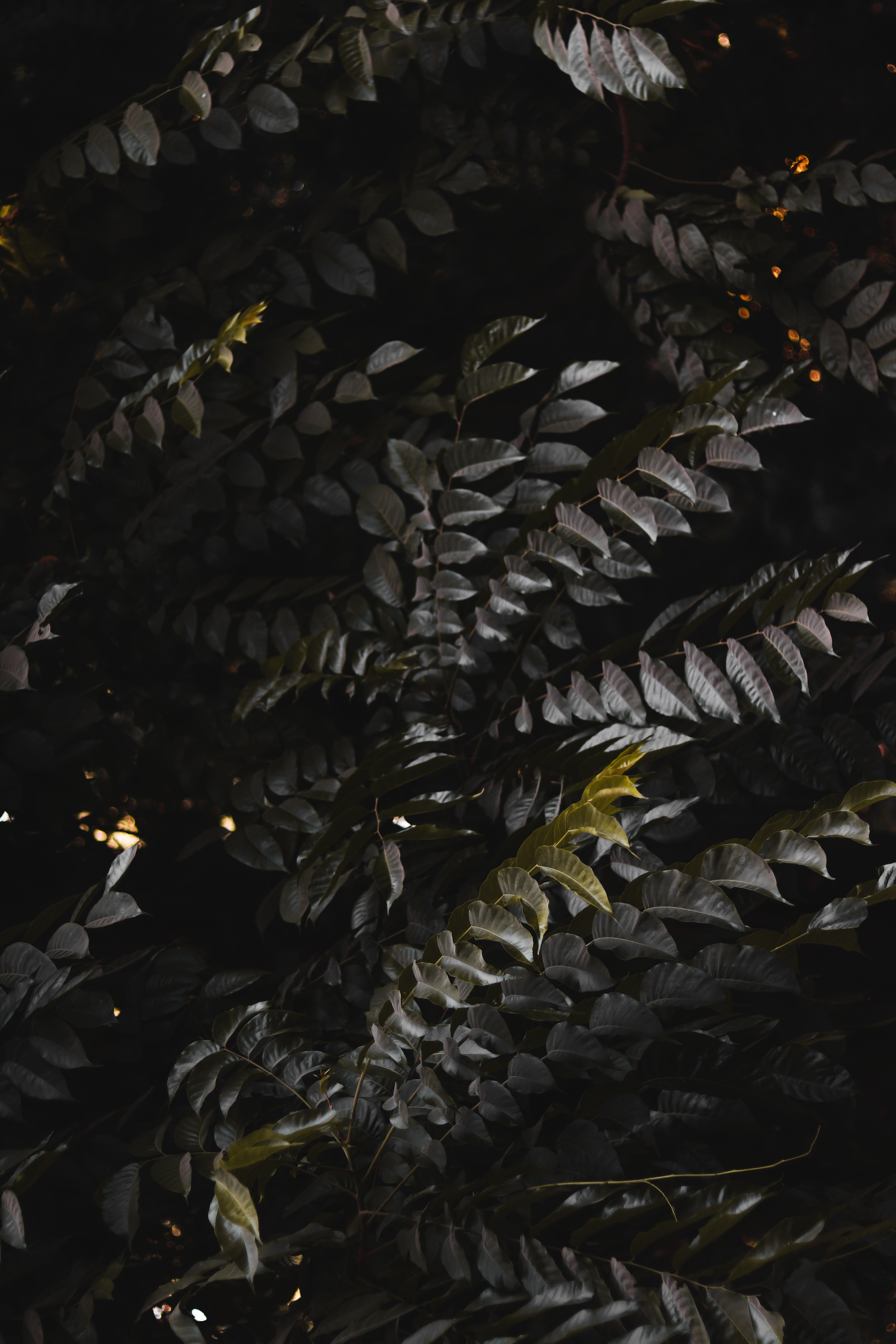Free download wallpaper Nature, Bush, Plant, Dark, Branches, Leaves on your PC desktop