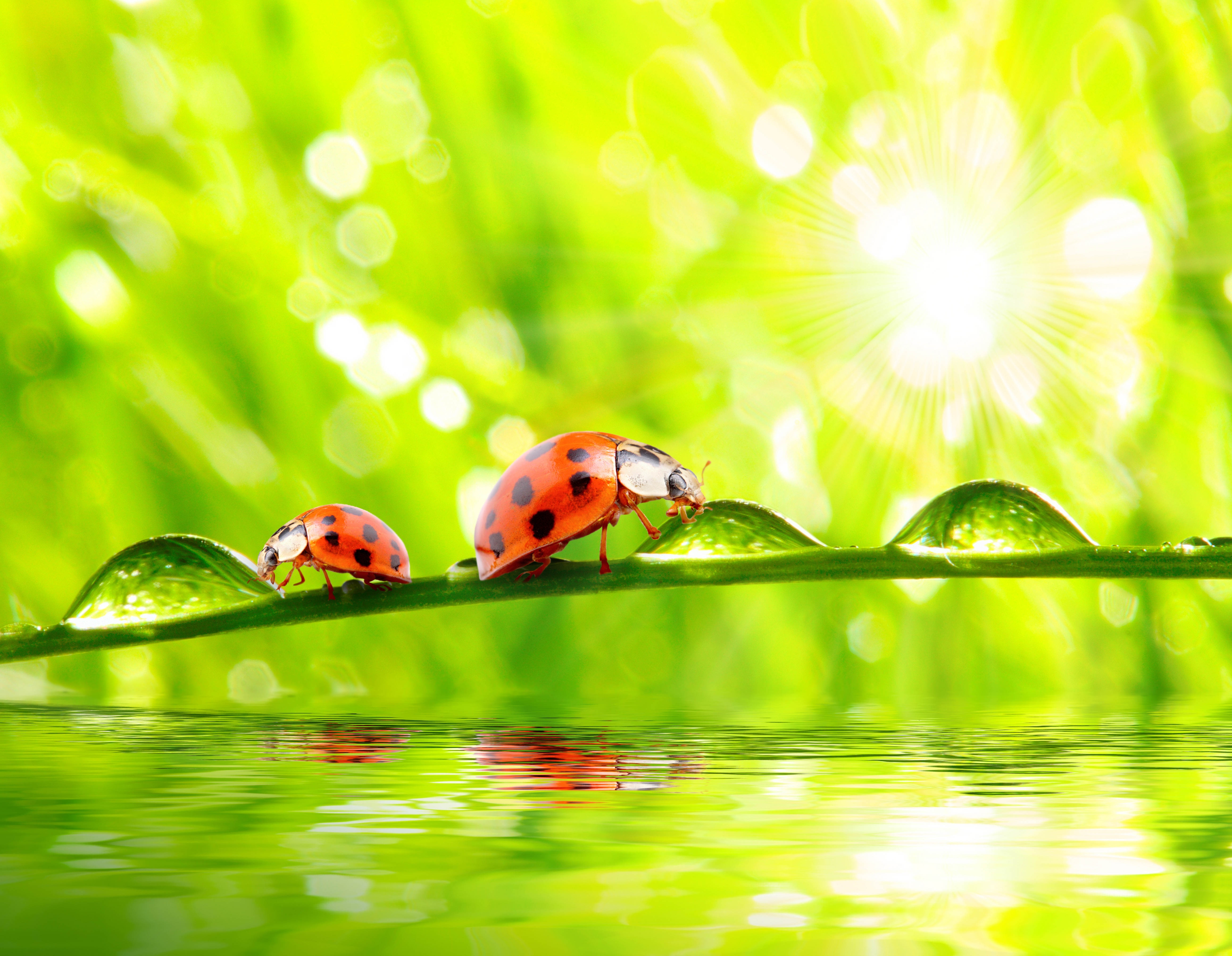 Download mobile wallpaper Water, Insect, Animal, Ladybug, Sunny, Water Drop for free.