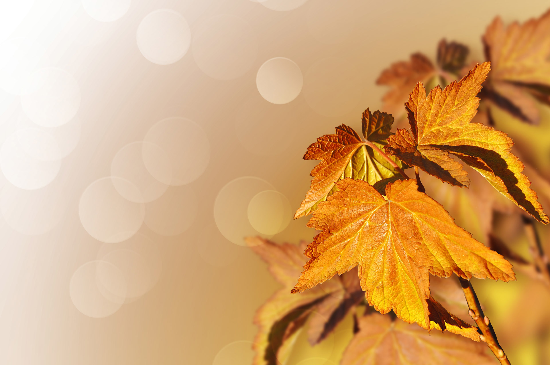Laden Sie das Natur, Herbst, Blatt, Bokeh, Erde/natur-Bild kostenlos auf Ihren PC-Desktop herunter
