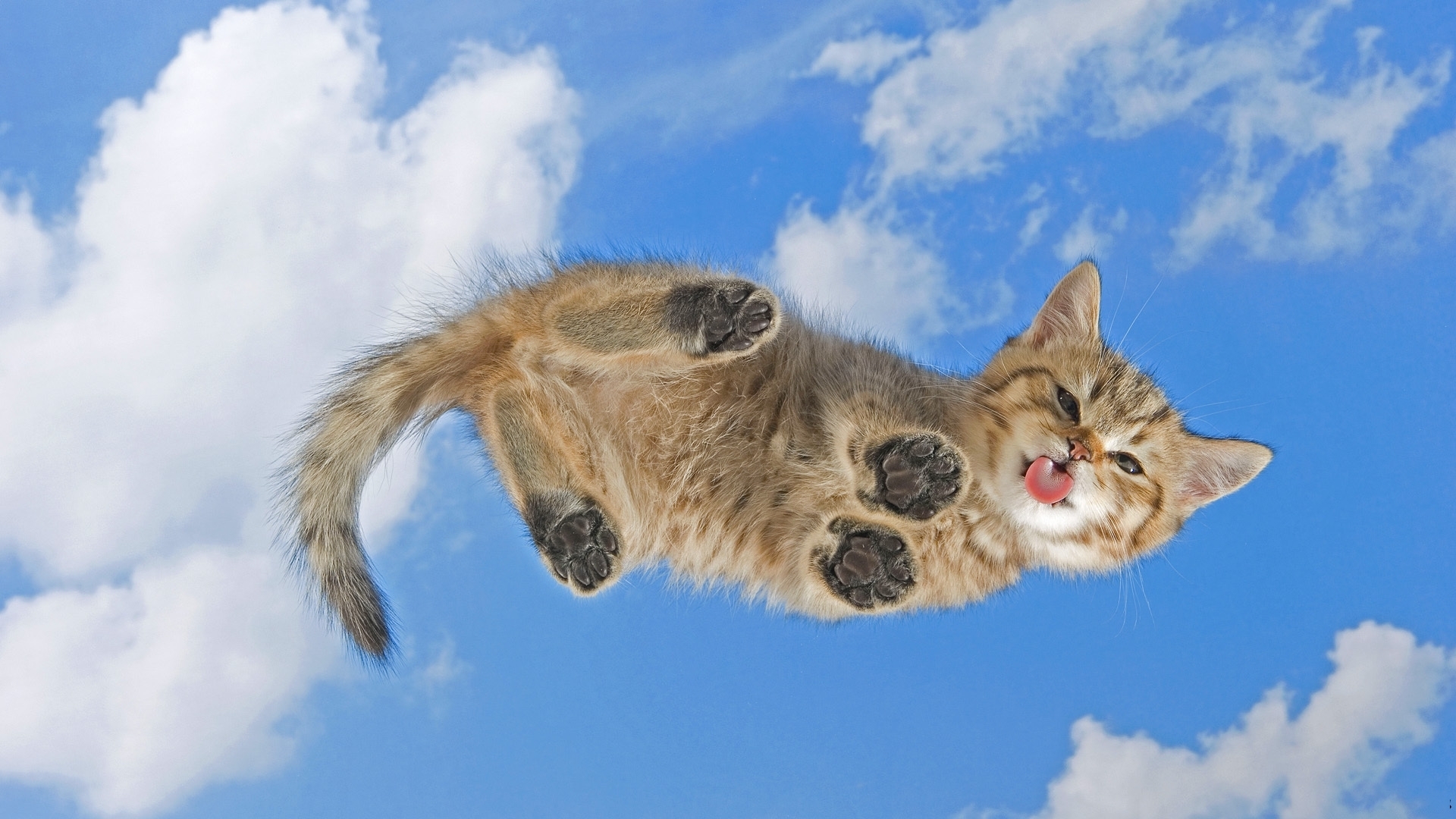 24402 скачать картинку кошки (коты котики), синие, животные - обои и заставки бесплатно
