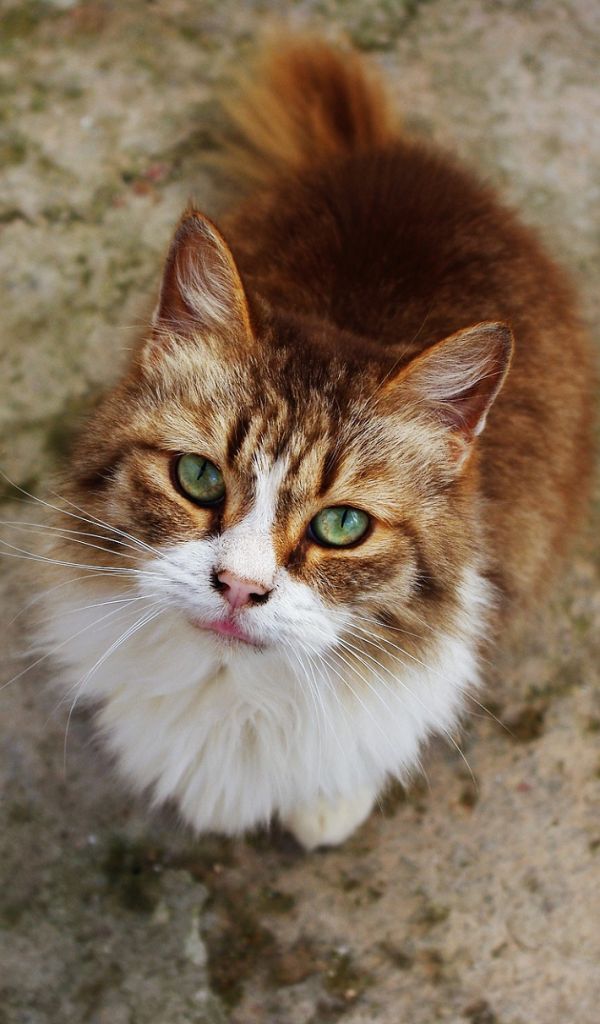 Baixar papel de parede para celular de Animais, Gatos, Gato gratuito.