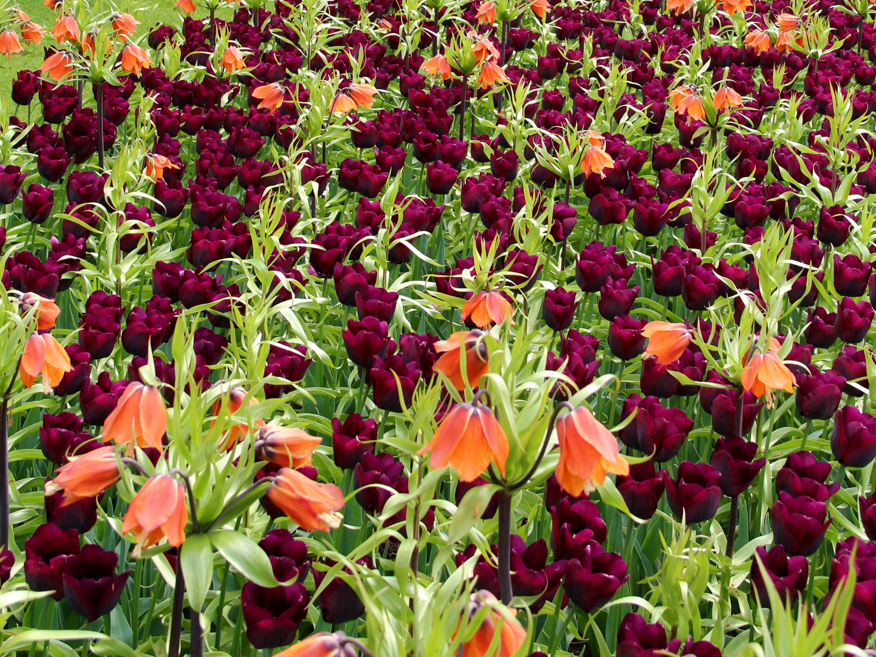 Скачати мобільні шпалери Квітка, Земля, Поле, Тюльпан, Фіолетова Квітка, Квітка Персика, Флауерзи безкоштовно.
