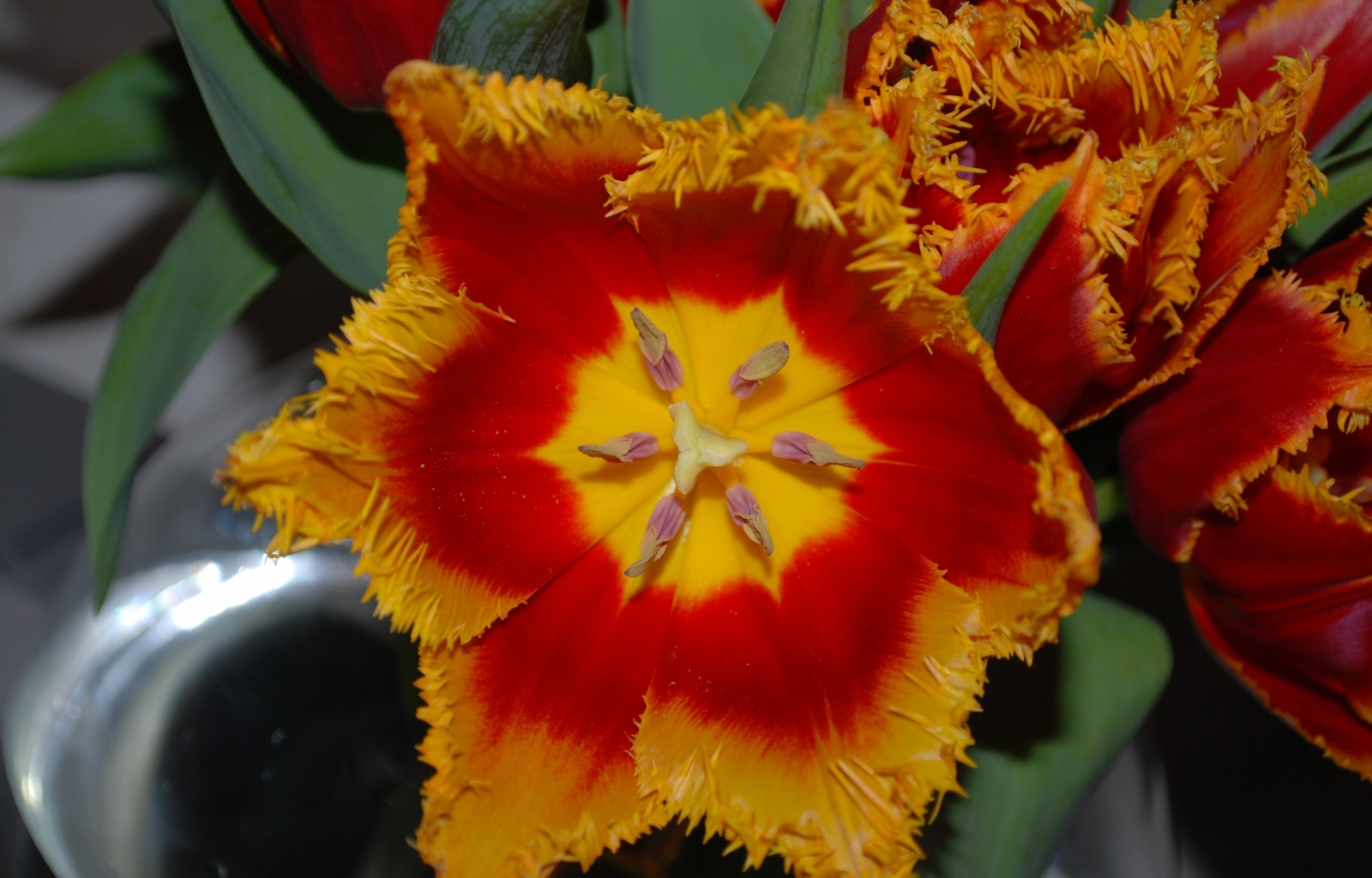Téléchargez des papiers peints mobile Tulipes, Fleurs, Plantes gratuitement.