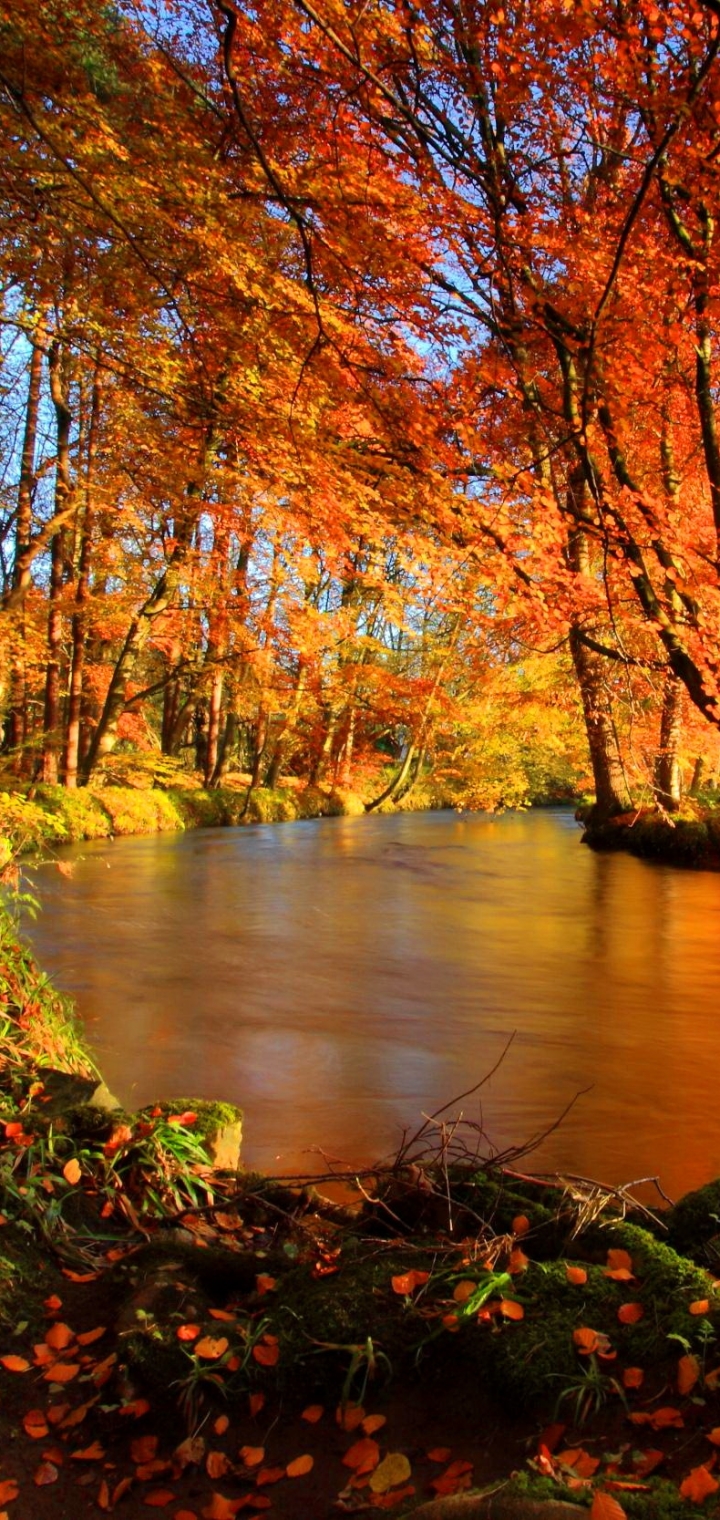 Download mobile wallpaper Forest, Fall, Earth, River for free.