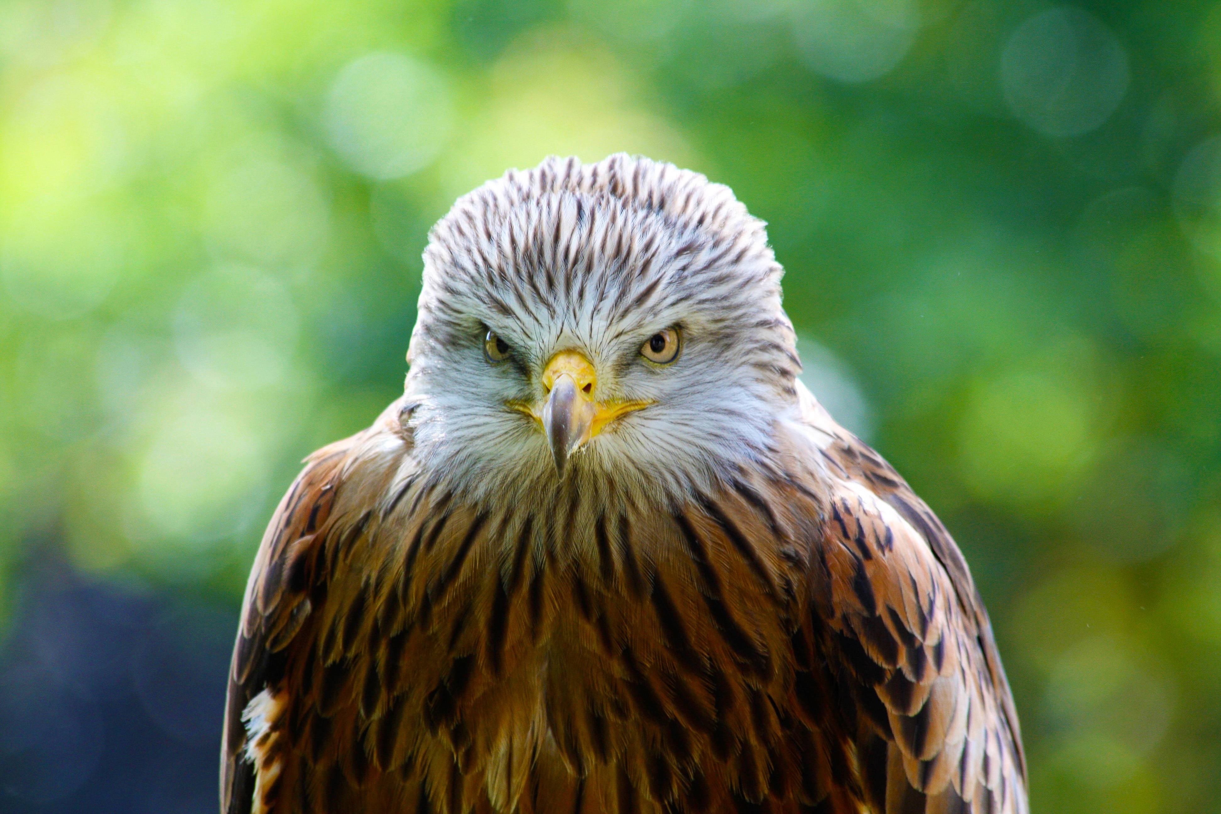 hawk, animals, bird, predator Phone Background