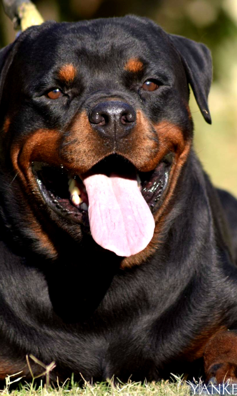 Download mobile wallpaper Dogs, Dog, Animal, Rottweiler for free.