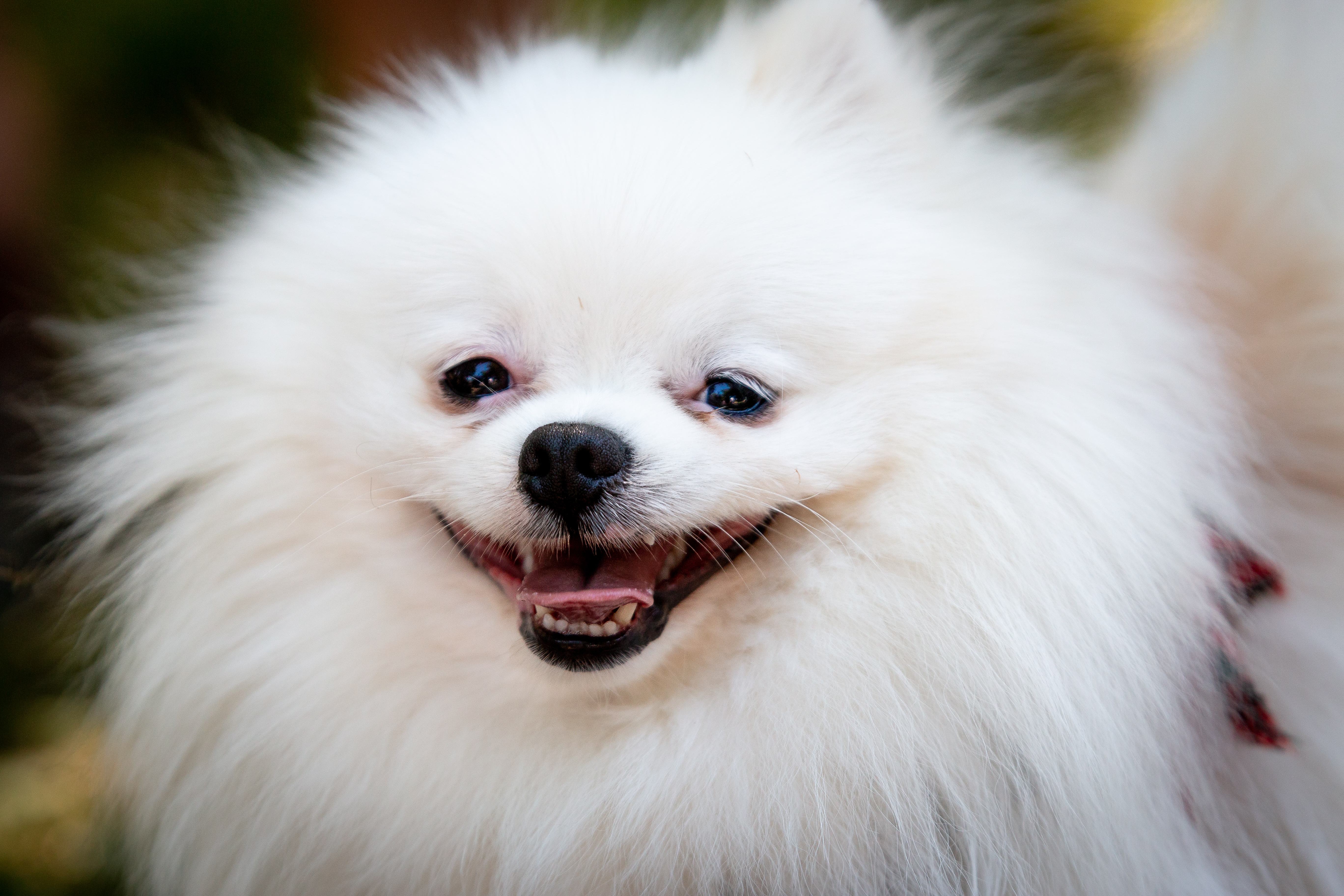 Laden Sie das Tiere, Flauschige, Hund, Komisch, Lustig-Bild kostenlos auf Ihren PC-Desktop herunter