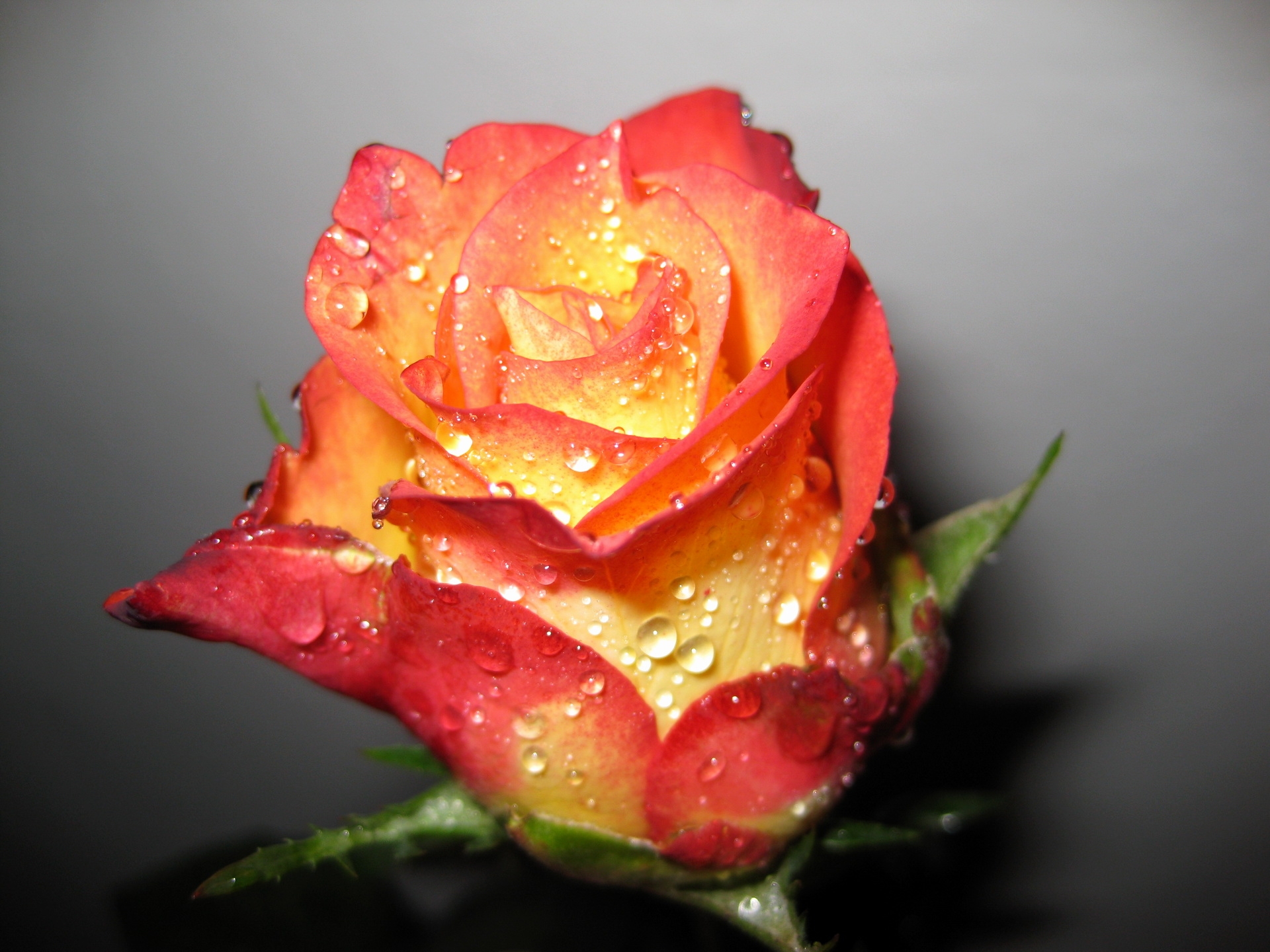 107933 télécharger l'image fleurs, rose, drops, fleur, une rose, bourgeon, ombre, fraîcheur - fonds d'écran et économiseurs d'écran gratuits