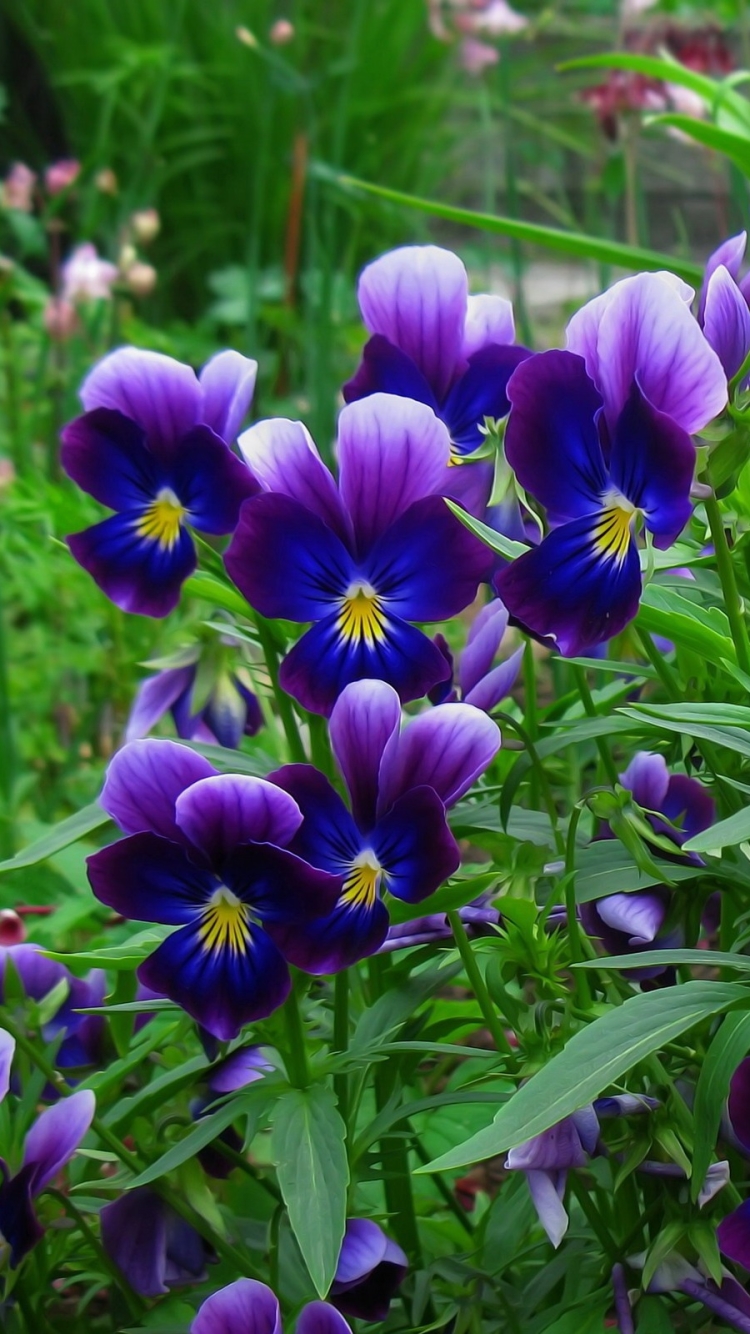 Download mobile wallpaper Flowers, Grass, Flower, Earth, Purple Flower, Pansy for free.
