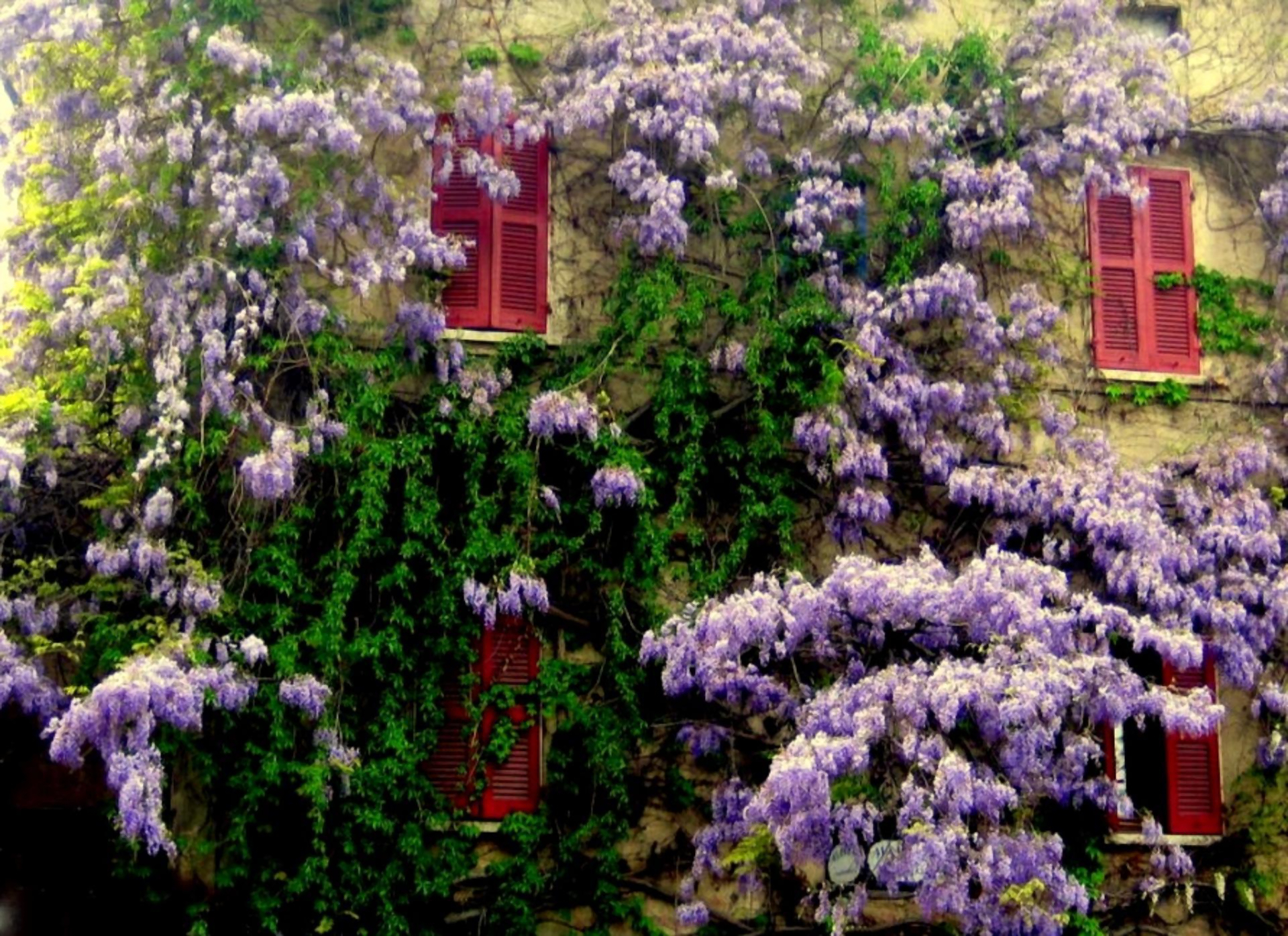Скачать обои бесплатно Цветок, Дом, Земля, Весна, Глициния, Фиолетовый Цветок, Сделано Человеком картинка на рабочий стол ПК
