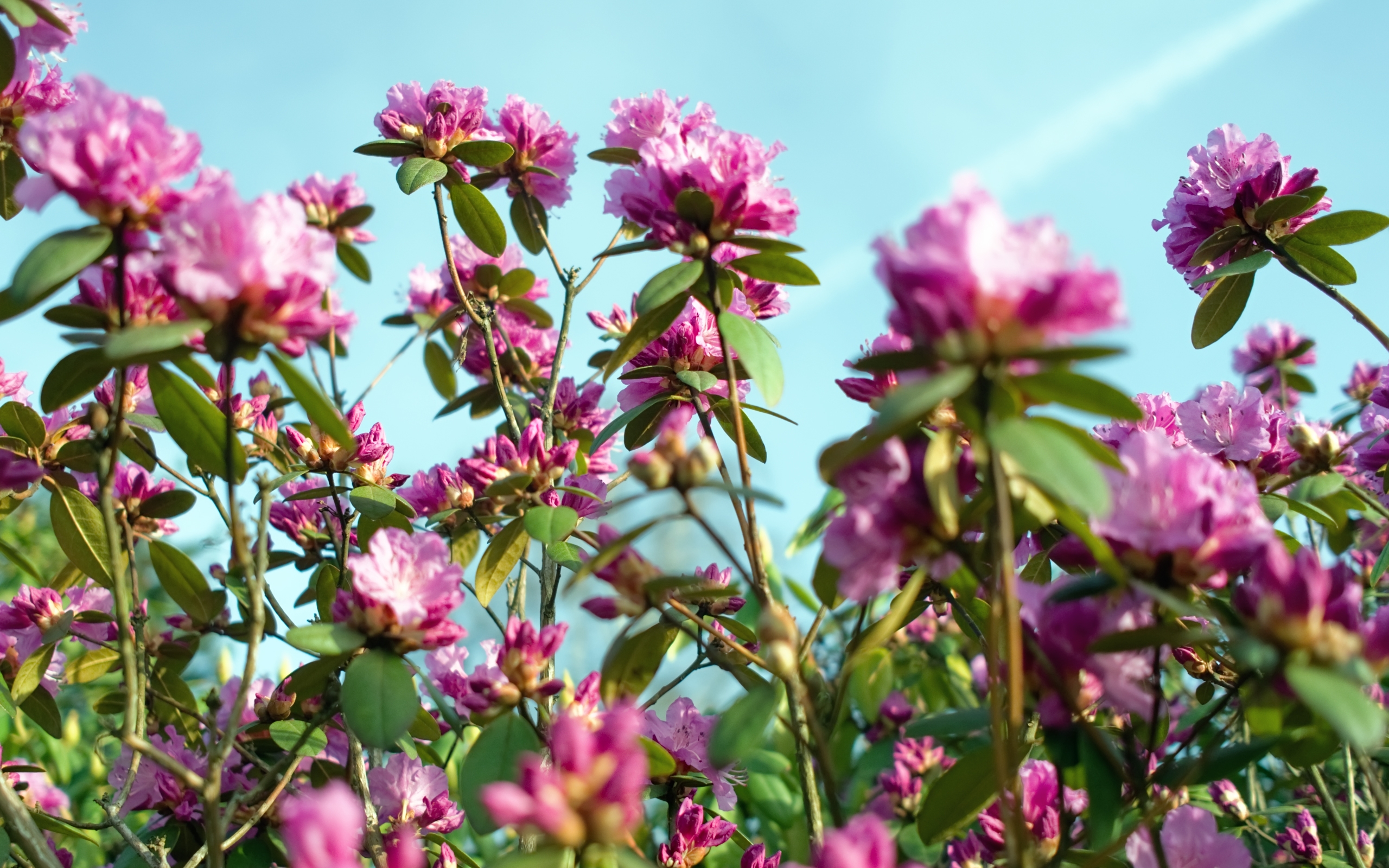 Handy-Wallpaper Blumen, Blume, Erde/natur kostenlos herunterladen.