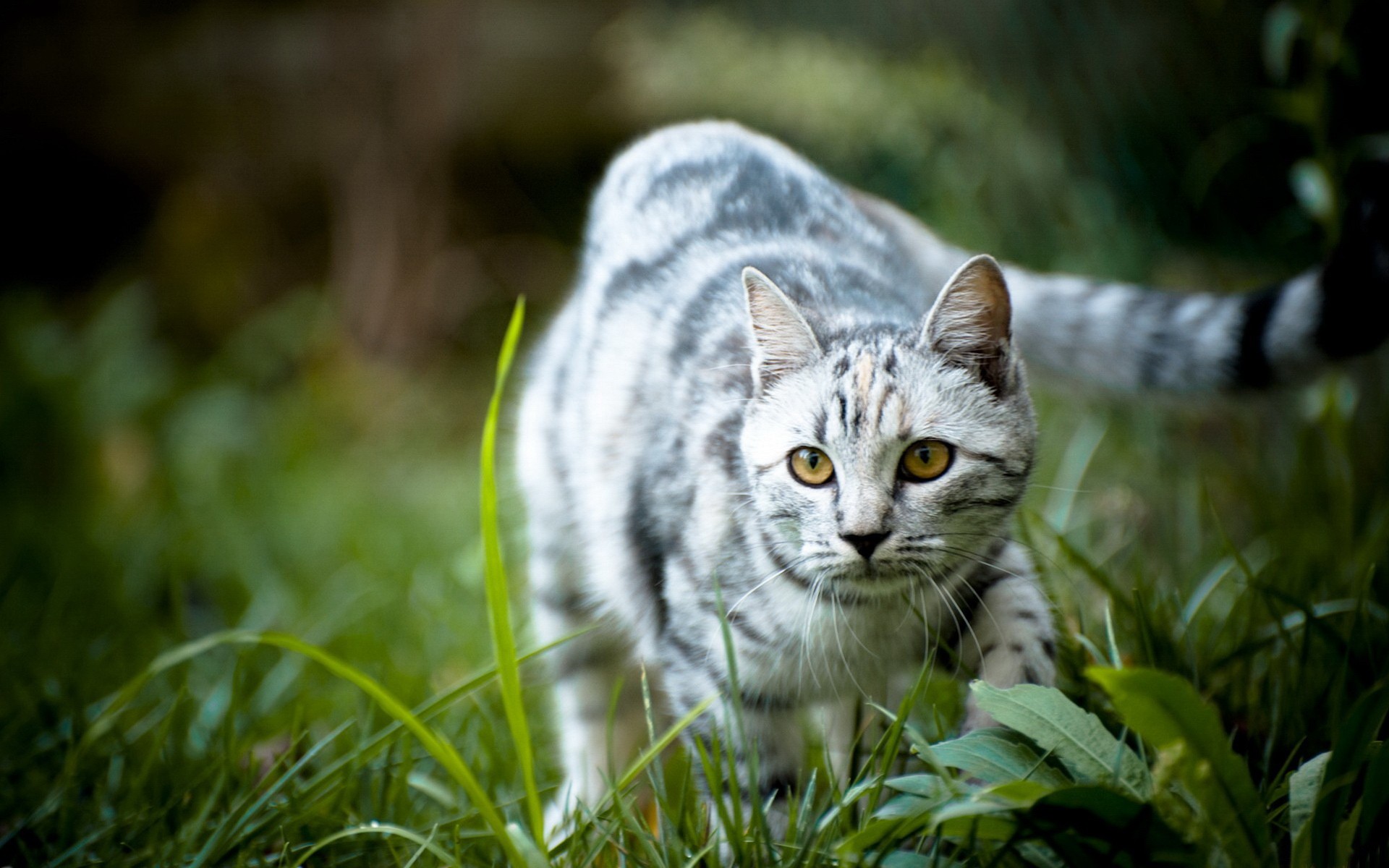 Descarga gratuita de fondo de pantalla para móvil de Animales, Gatos, Gato.