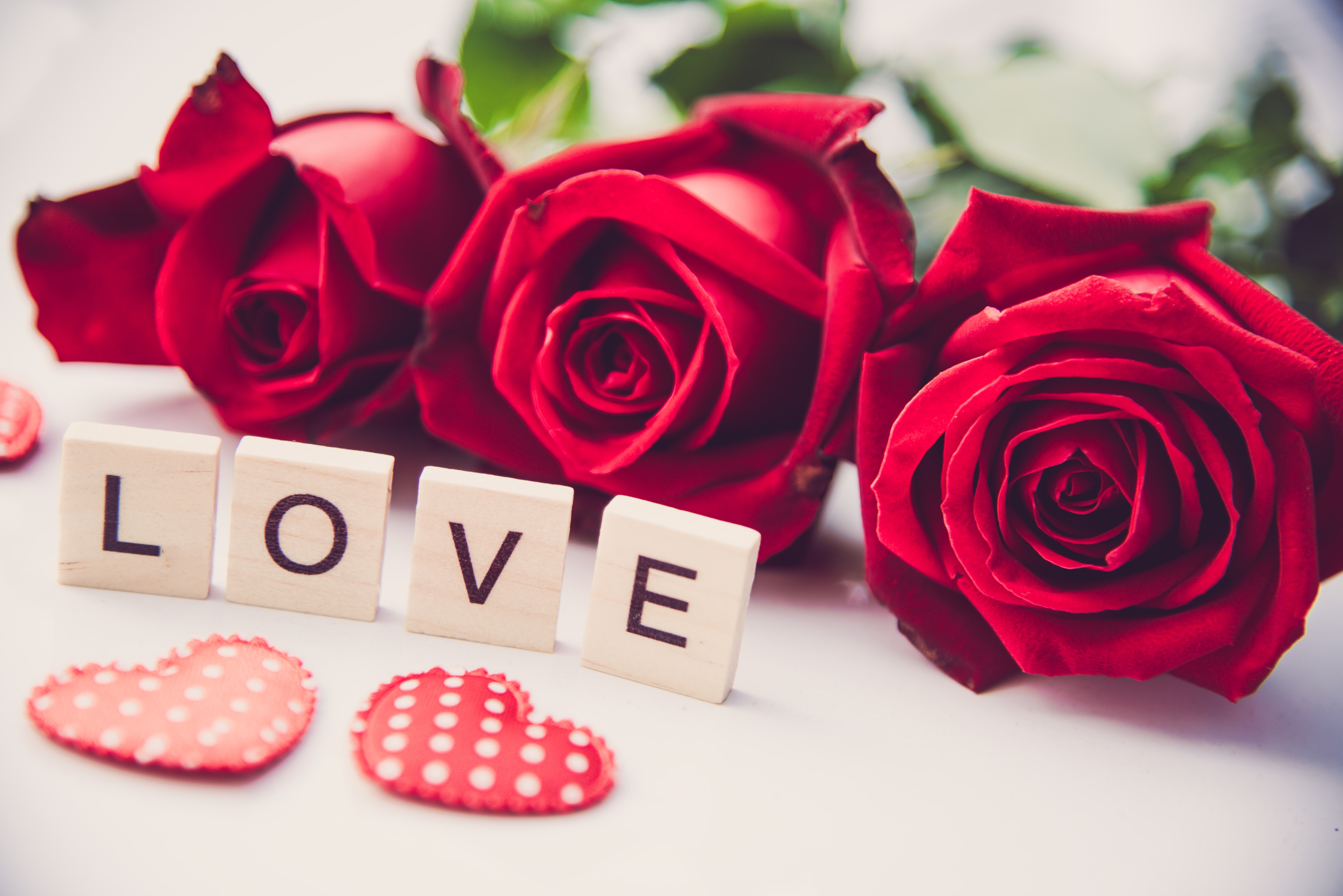 Free download wallpaper Love, Still Life, Flower, Rose, Photography, Red Flower on your PC desktop