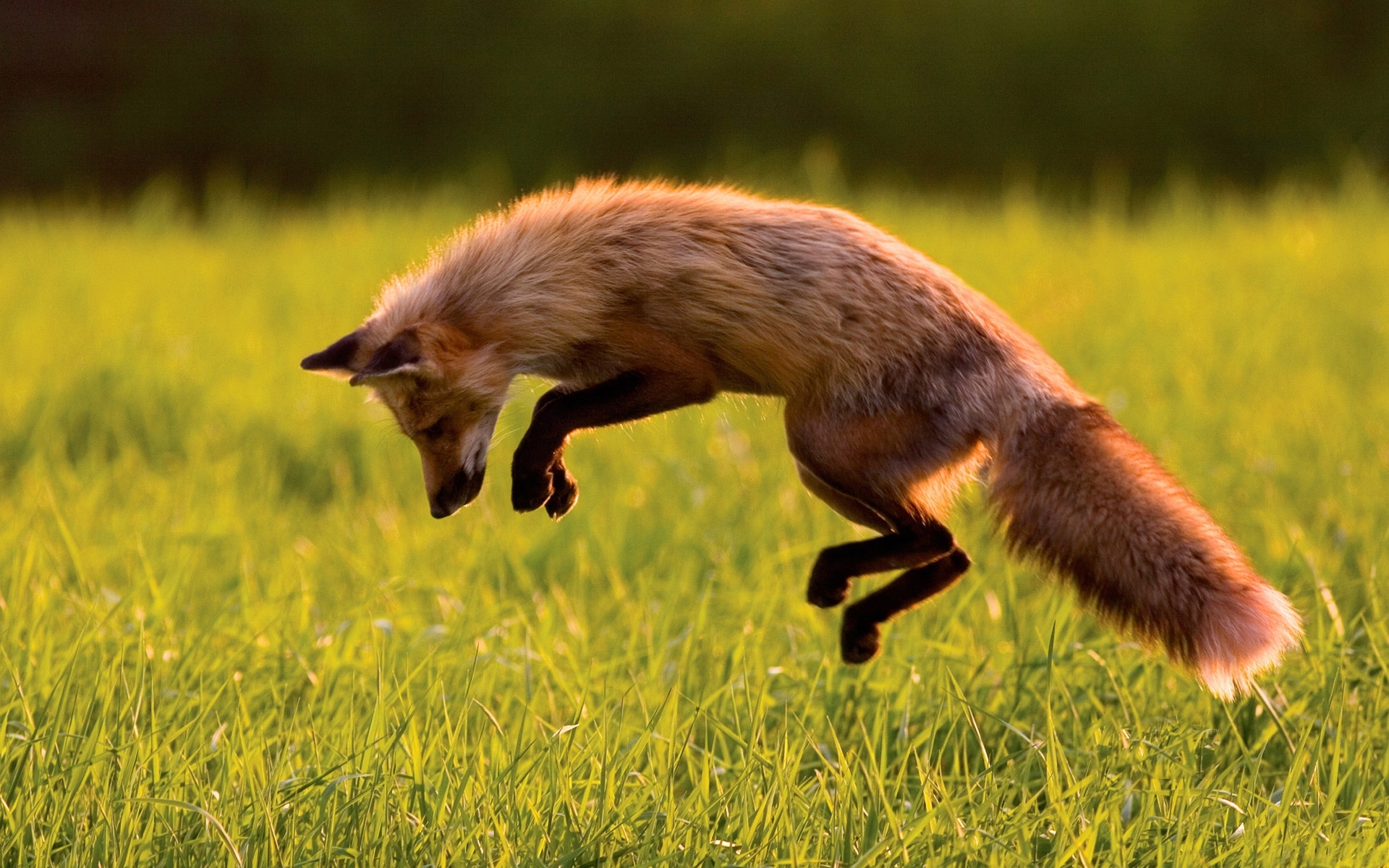 37025 Bild herunterladen tiere, fox, gelb - Hintergrundbilder und Bildschirmschoner kostenlos