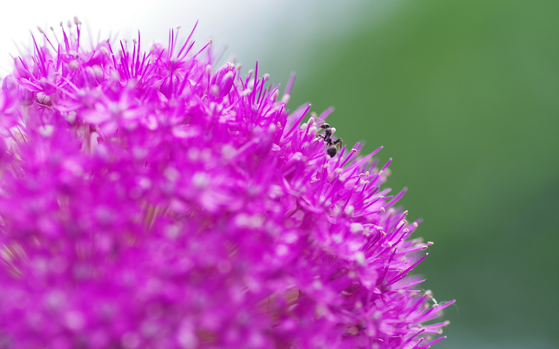 Téléchargez gratuitement l'image Fleurs, Fleur, Terre/nature sur le bureau de votre PC