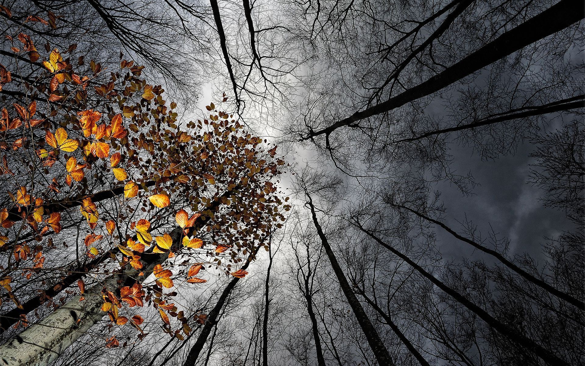 Скачать картинку Деревья, Осень, Облака, Дерево, Листва, Навес, Земля/природа в телефон бесплатно.