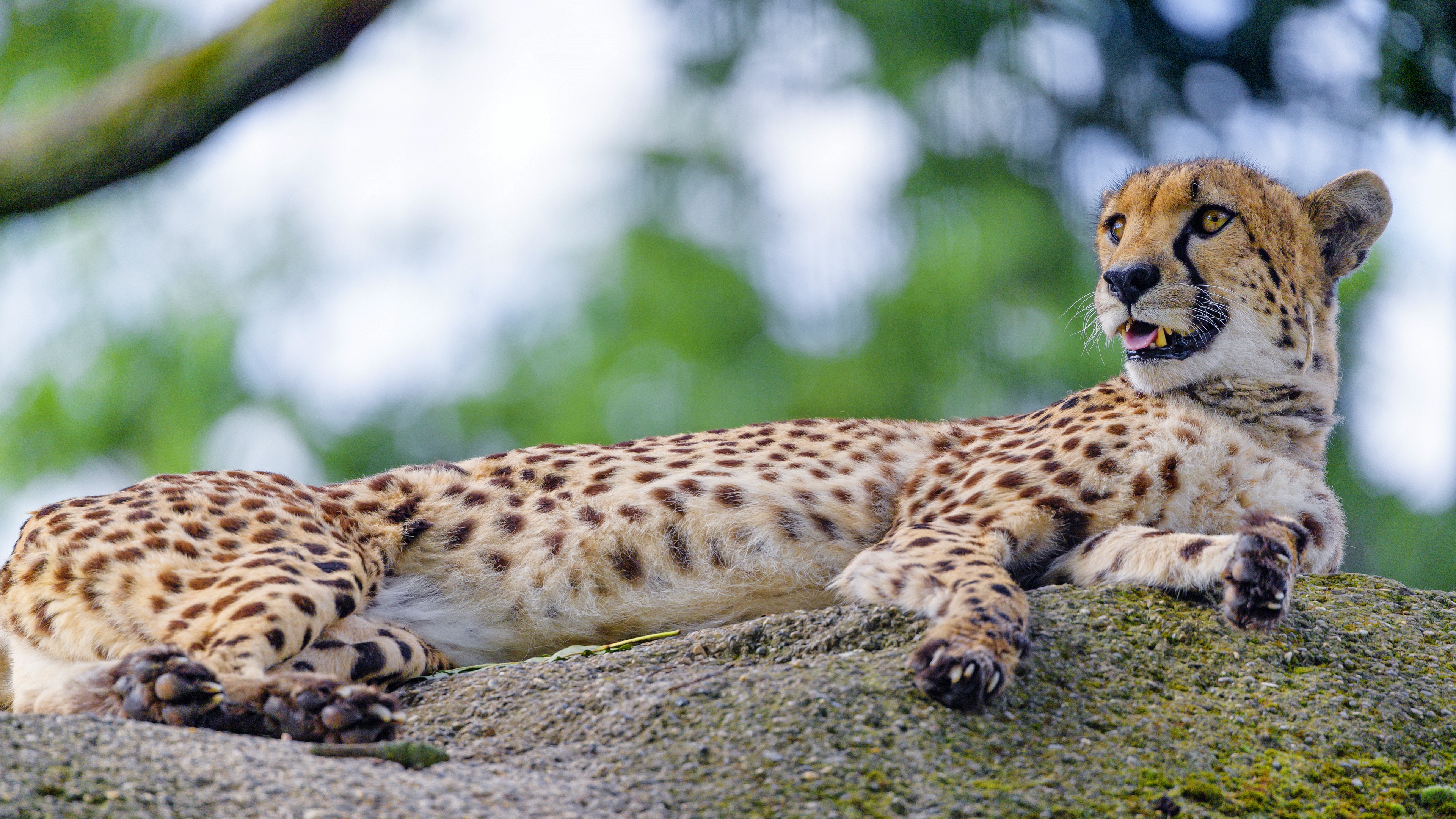 Handy-Wallpaper Tiere, Katzen, Gepard kostenlos herunterladen.