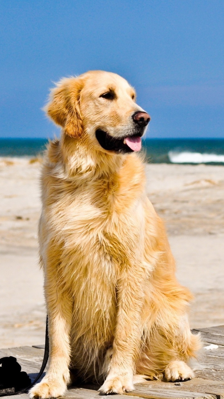 Handy-Wallpaper Tiere, Hunde, Hund, Golden Retriever kostenlos herunterladen.