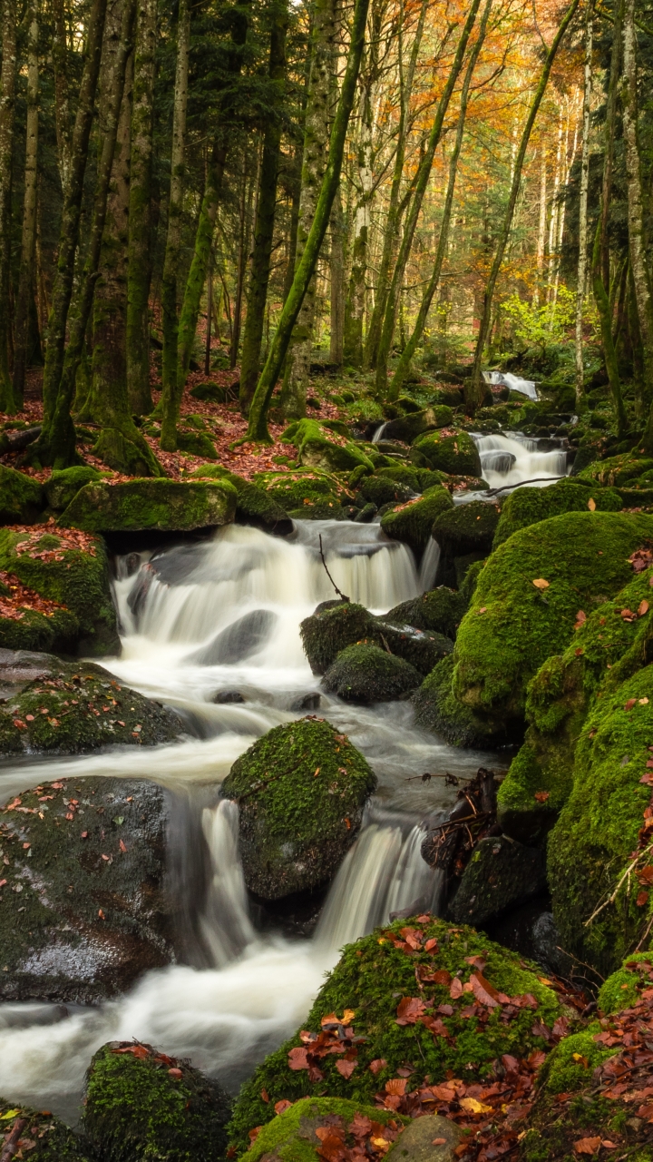 Download mobile wallpaper Nature, Forest, Earth, Moss, Stream for free.