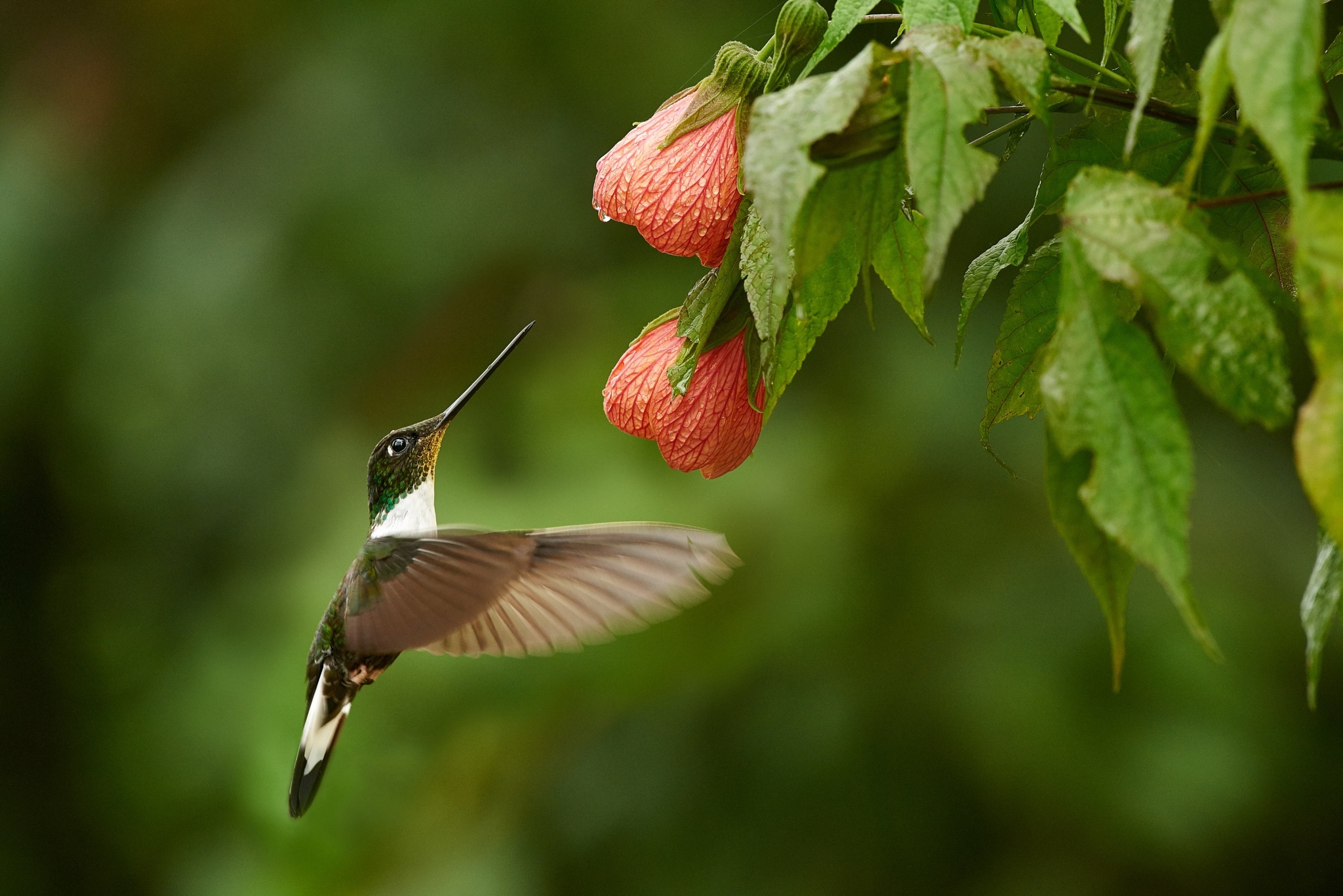 Download mobile wallpaper Birds, Flower, Macro, Bird, Animal, Hummingbird for free.