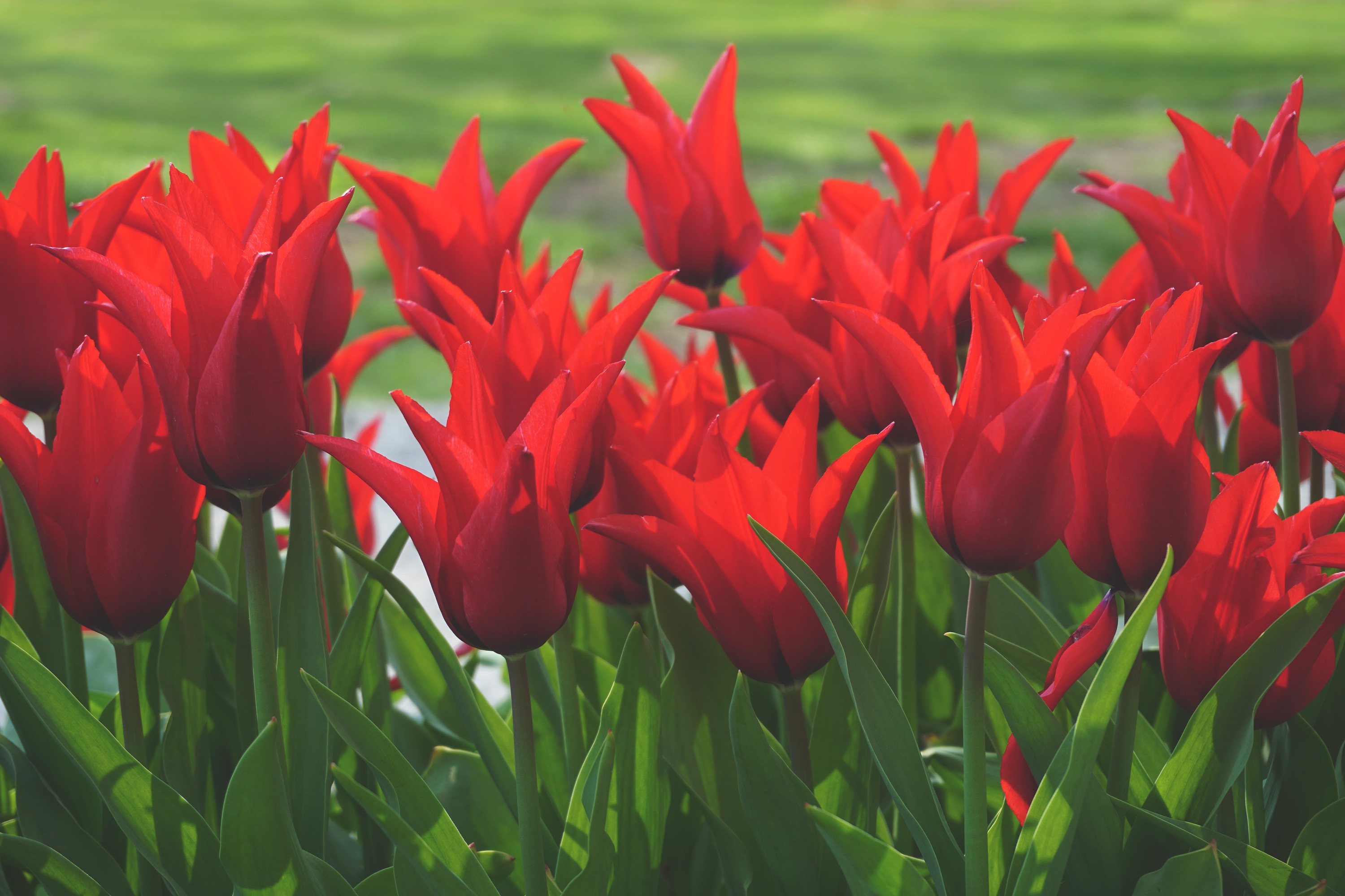 Descarga gratuita de fondo de pantalla para móvil de Campo, Flores, Tulipanes.