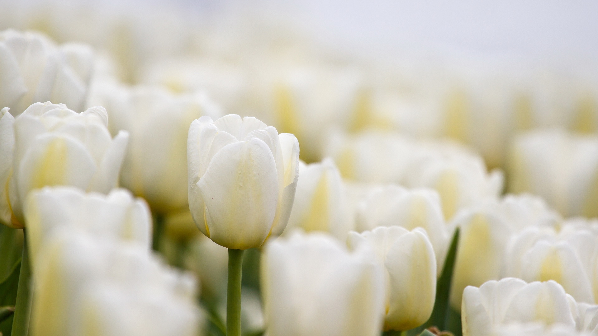 301260 télécharger l'image fleurs, tulipe, terre/nature, fleur - fonds d'écran et économiseurs d'écran gratuits