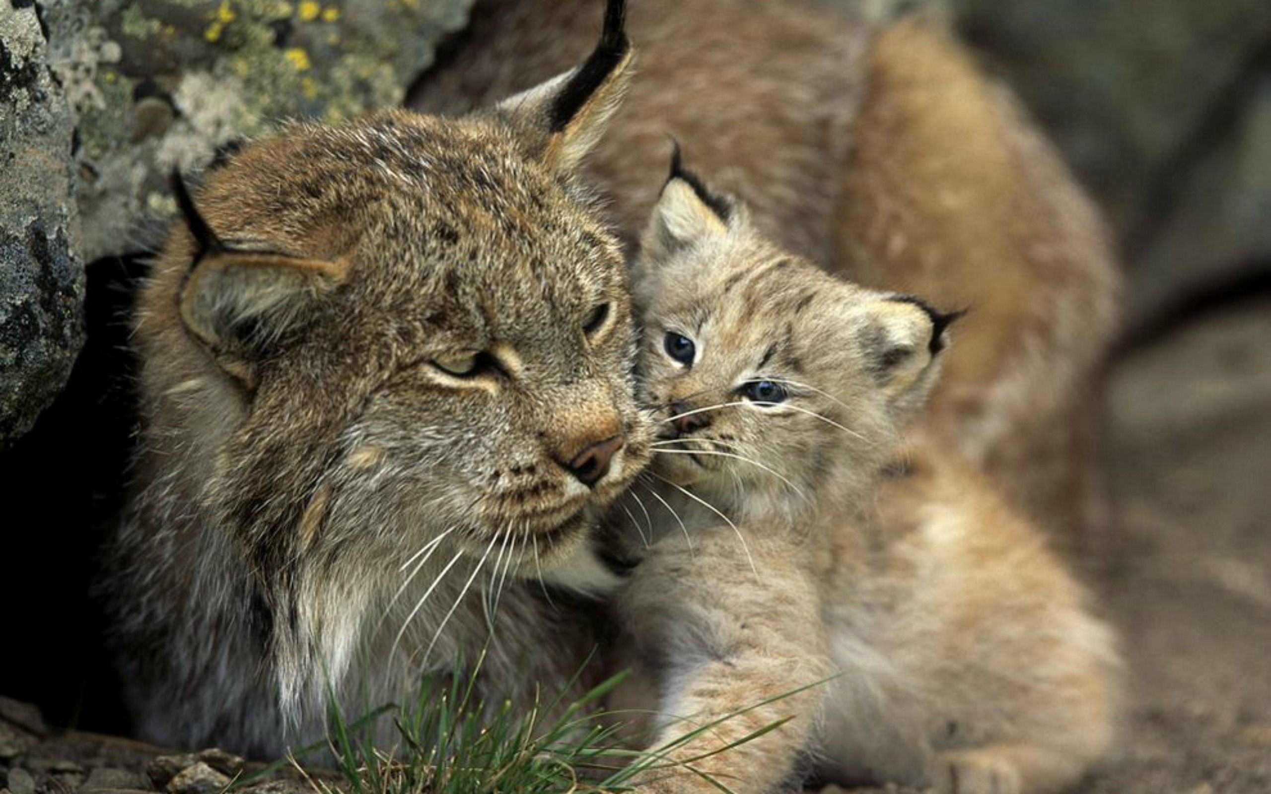 Téléchargez gratuitement l'image Animaux, Chats, Lynx sur le bureau de votre PC