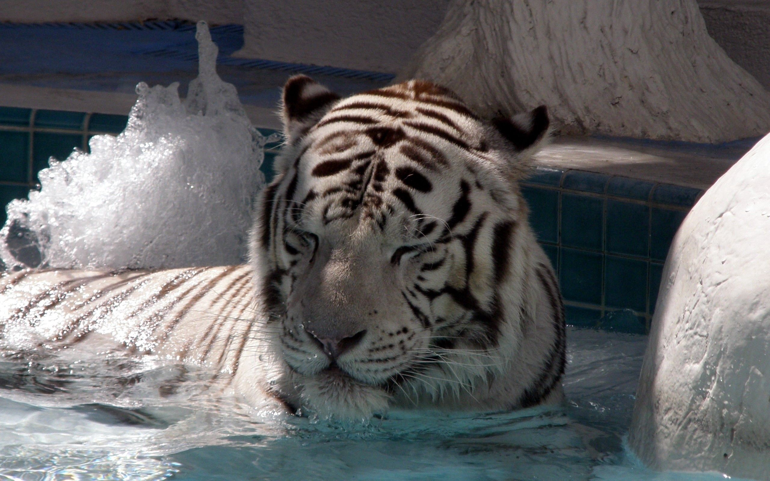 animals, to lie down, lie, big cat, tiger, bathe