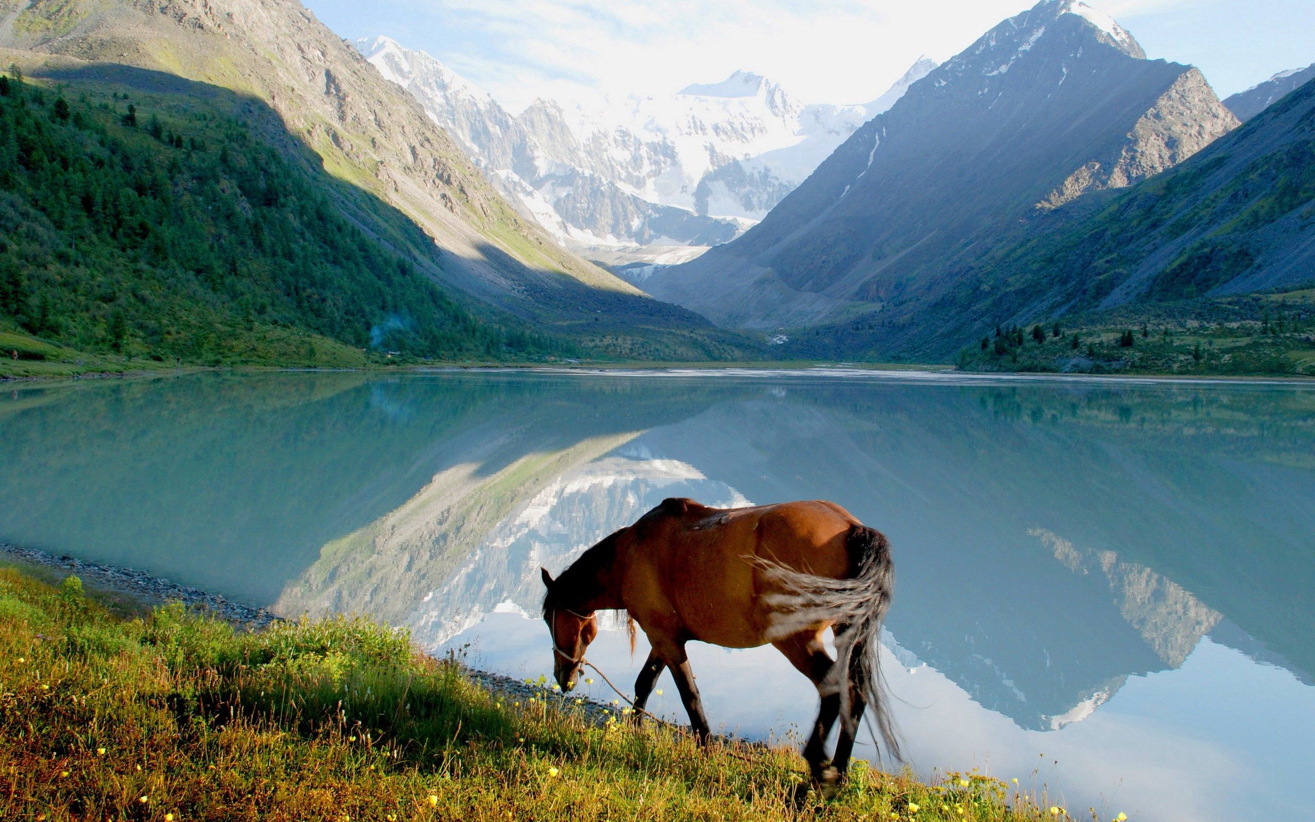 Descarga gratis la imagen Animales, Hierba, Montañas, Lago, Paseo, Vista, Caballo en el escritorio de tu PC