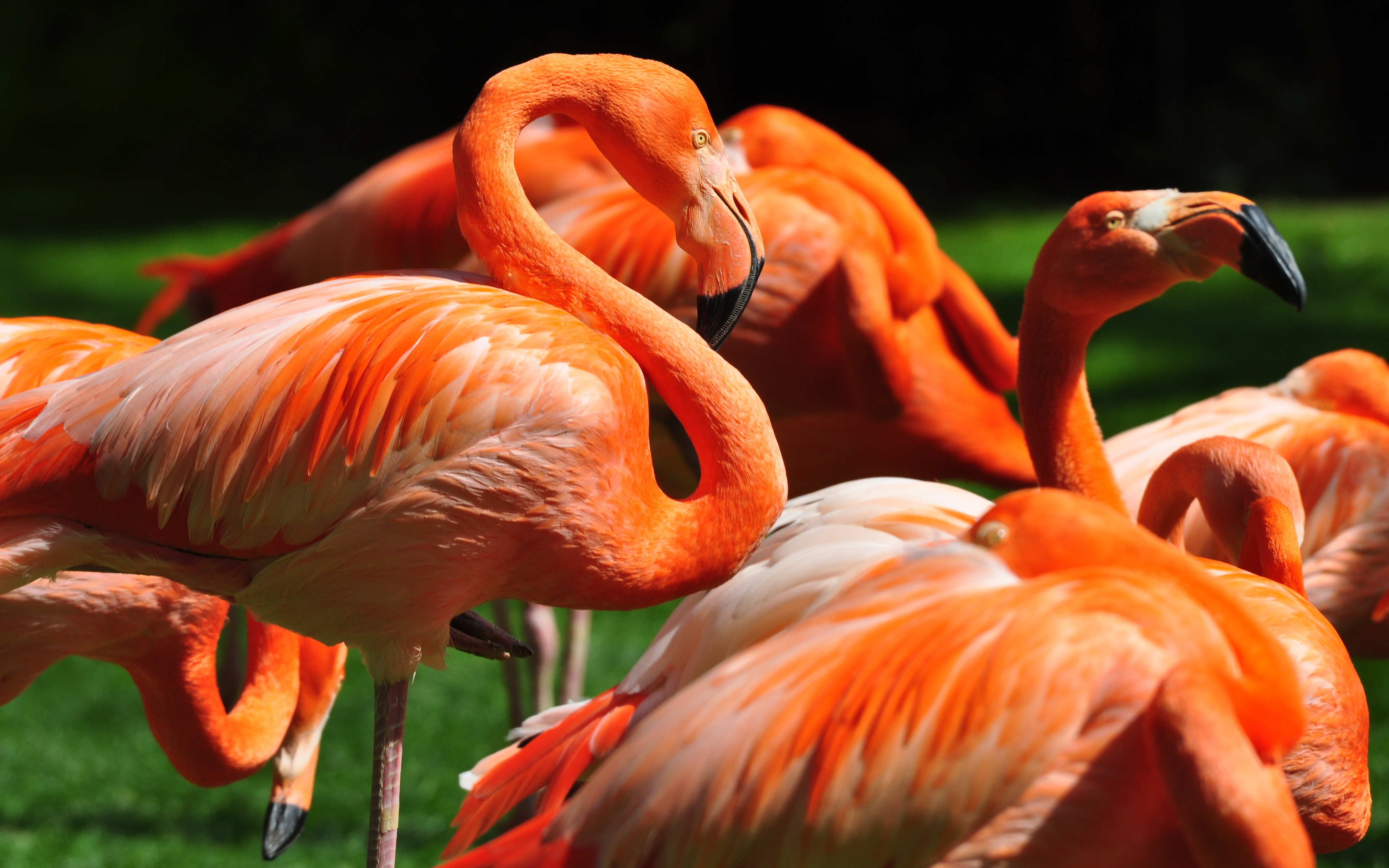 201590 baixar papel de parede flamingo, animais, aves - protetores de tela e imagens gratuitamente