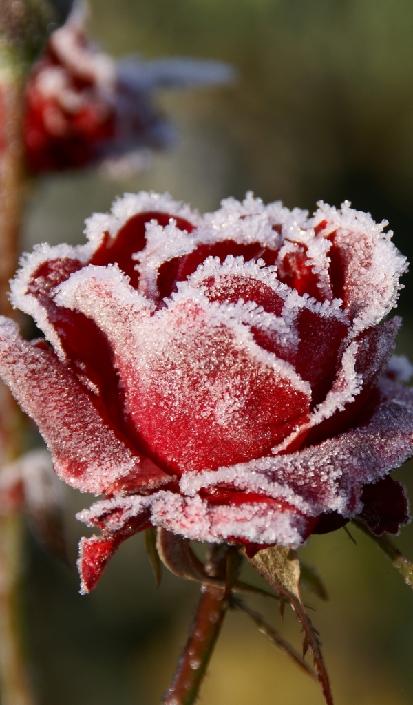 無料モバイル壁紙フラワーズ, 花, 薔薇, 地球, 霜, 赤い花をダウンロードします。