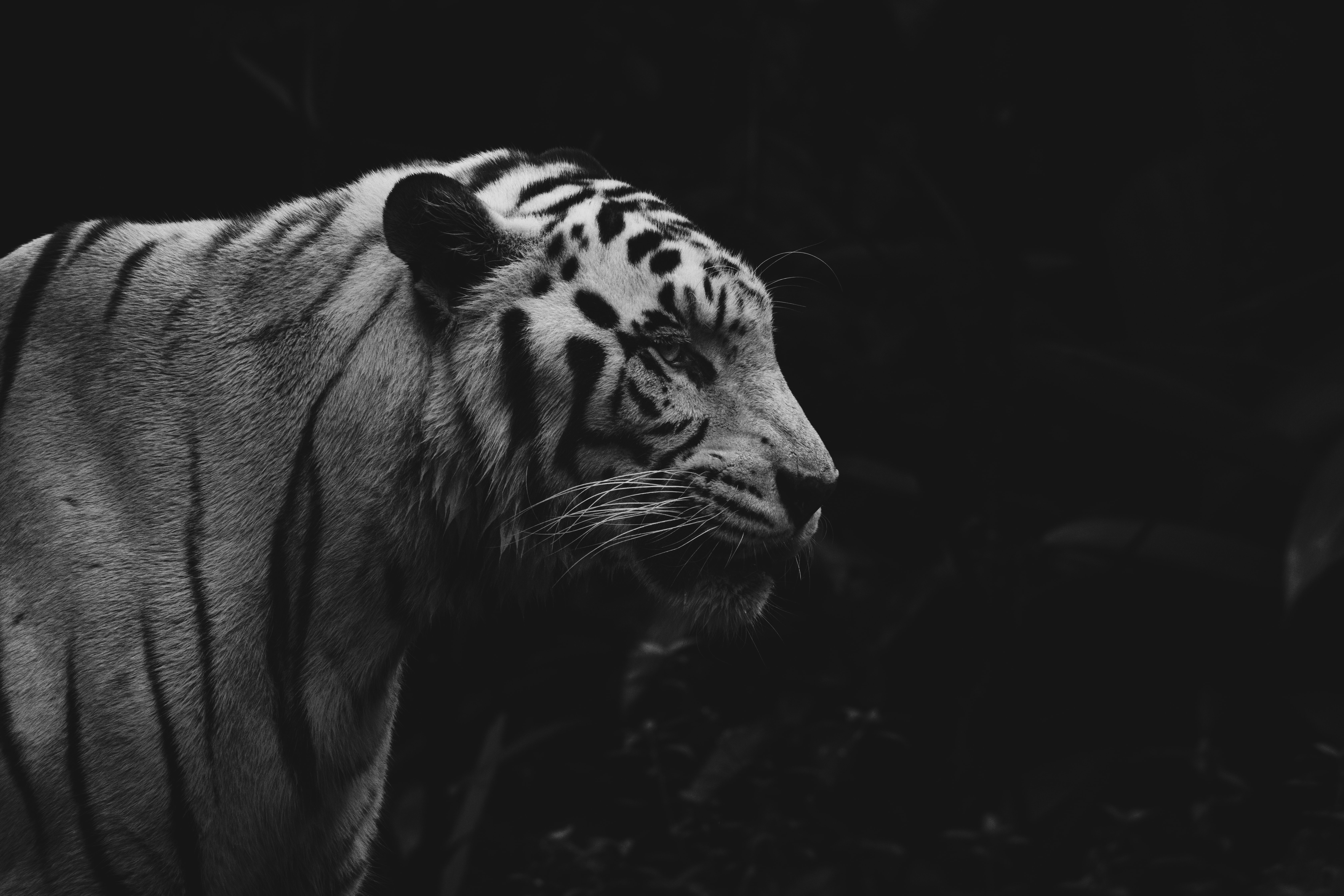 146005 скачать обои тигр, чб, дикая природа, хищник, животное, животные - заставки и картинки бесплатно