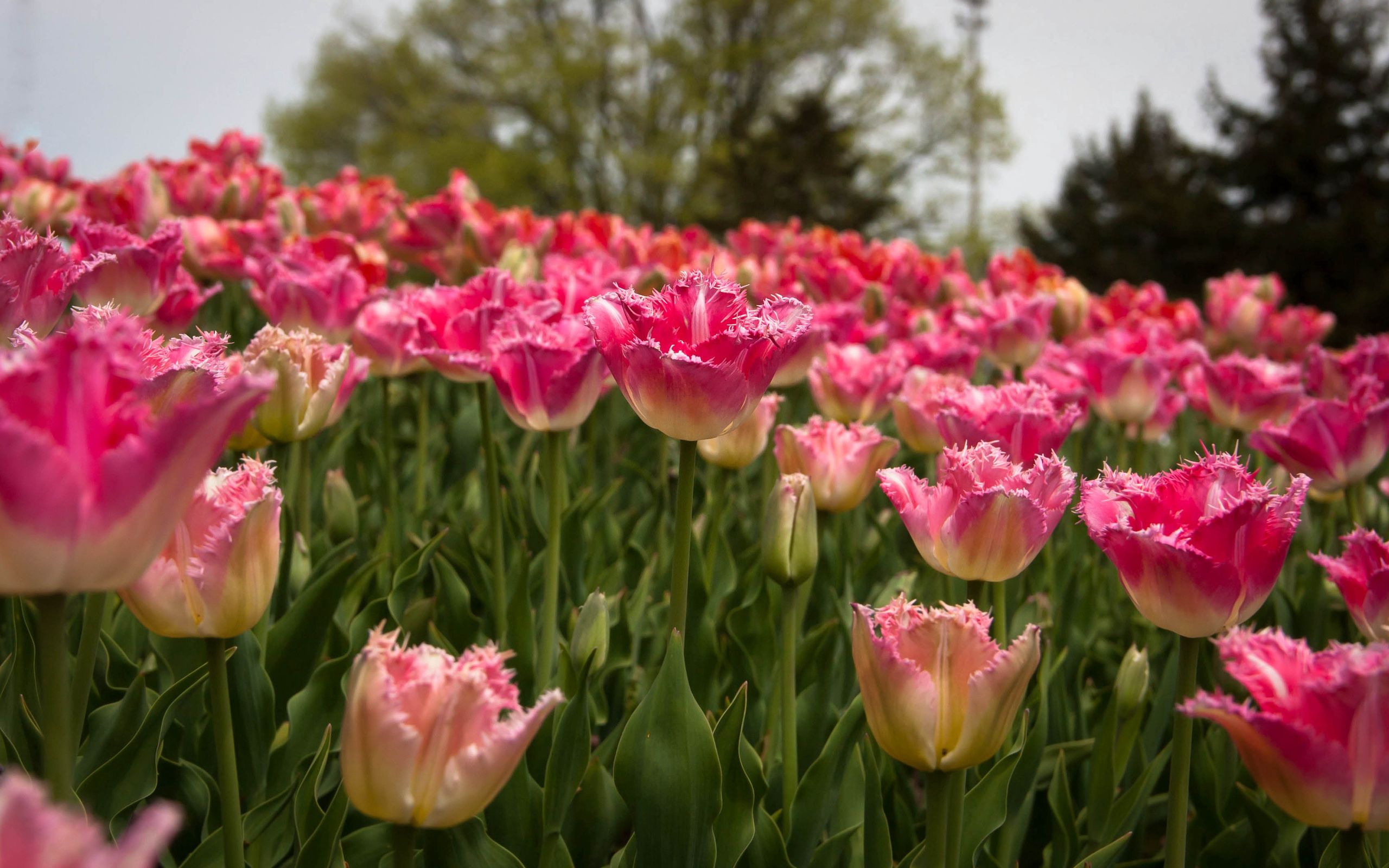 114462 baixar imagens tulipas, natureza, campo, primavera - papéis de parede e protetores de tela gratuitamente
