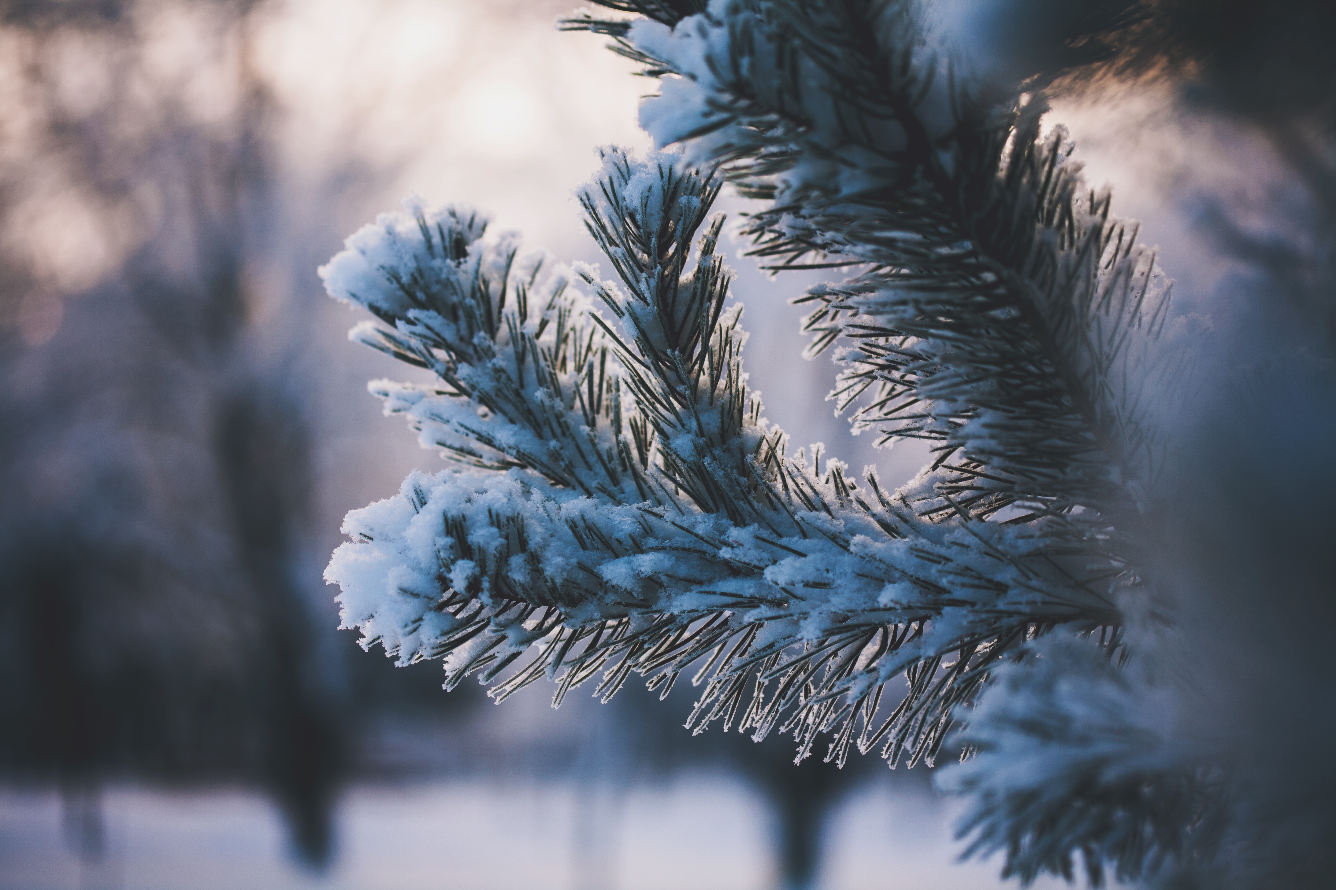 Laden Sie das Ast, Zweig, Natur, Schnee, Winter-Bild kostenlos auf Ihren PC-Desktop herunter