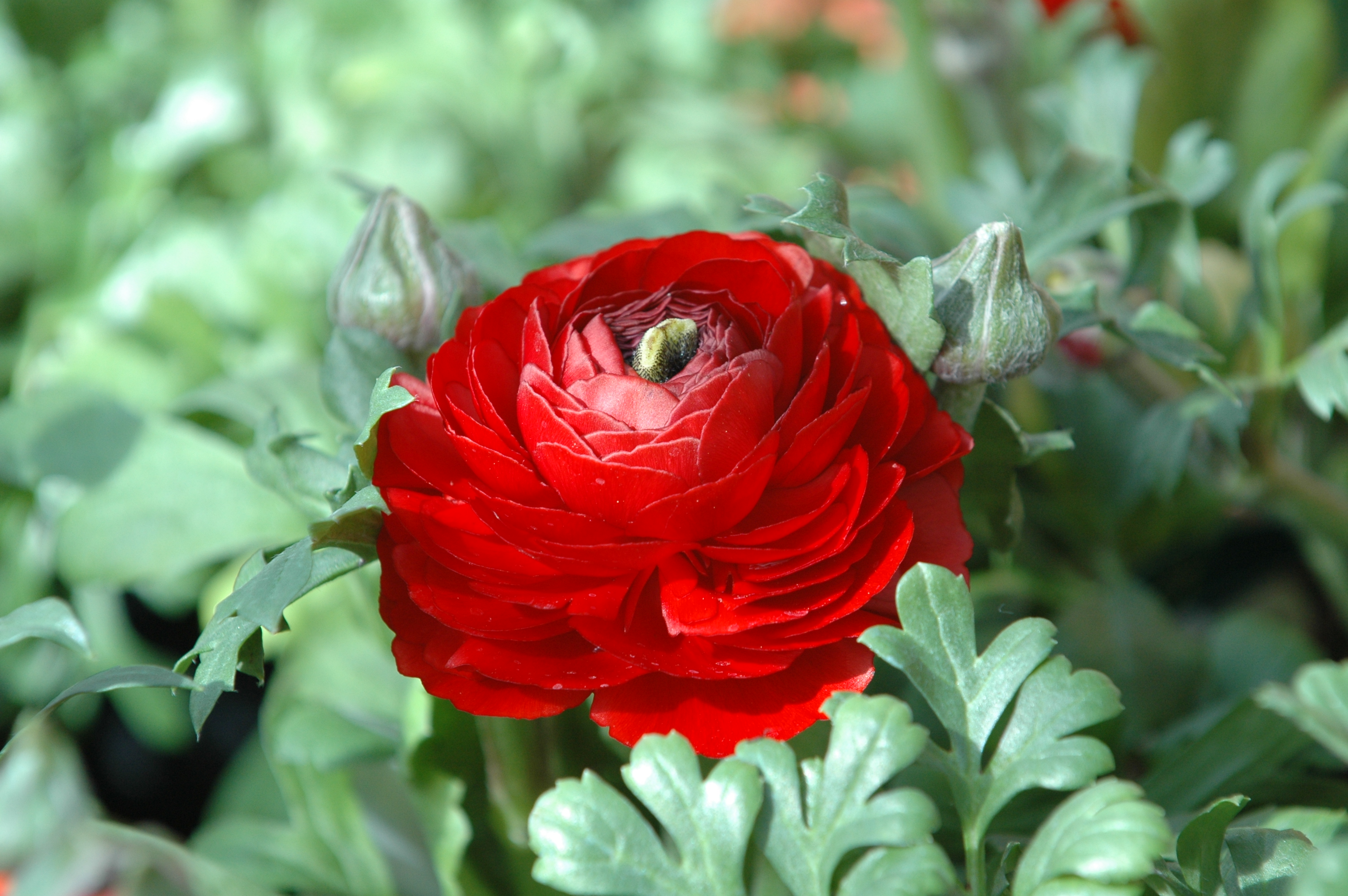 Téléchargez gratuitement l'image Fleurs, Rose, Terre/nature sur le bureau de votre PC