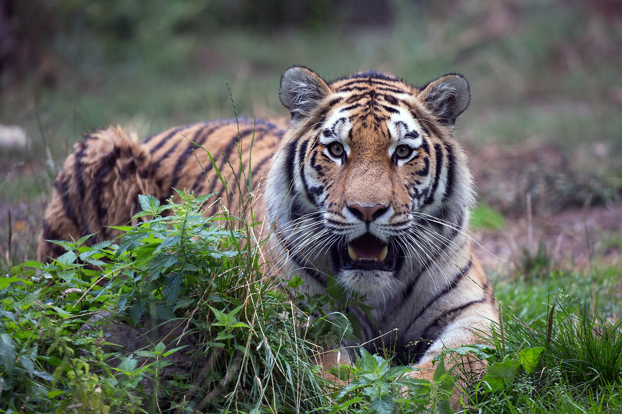 Baixe gratuitamente a imagem Animais, Gatos, Tigre na área de trabalho do seu PC