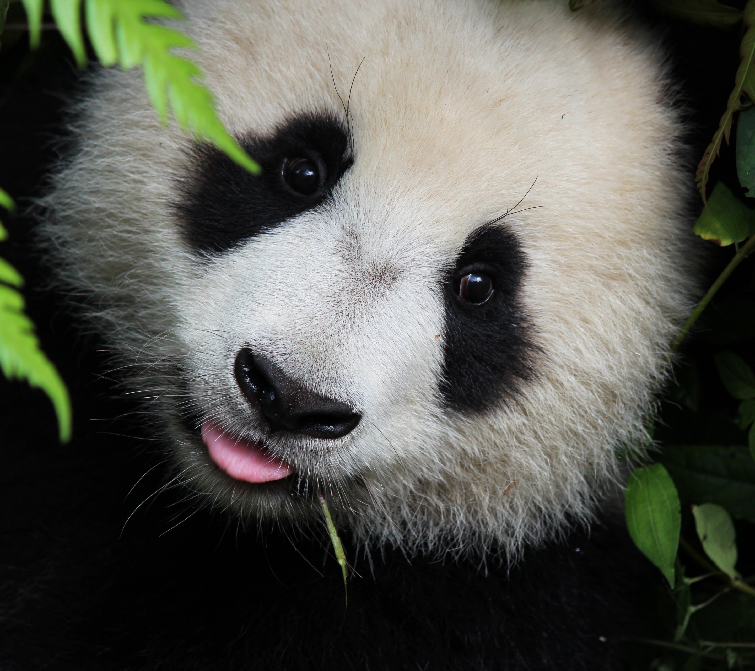 Free download wallpaper Animal, Panda on your PC desktop