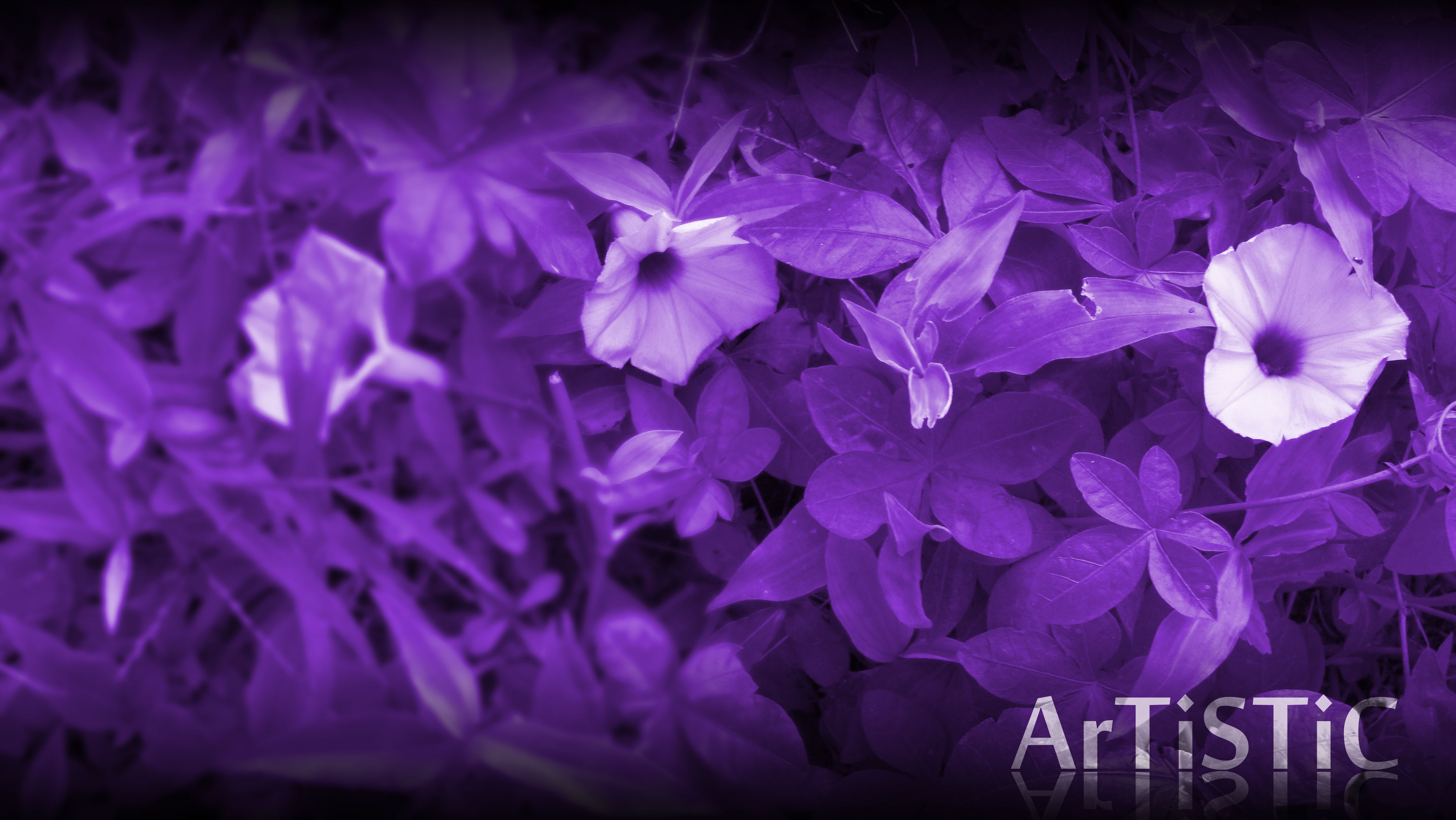 Download mobile wallpaper Purple, Flowers, Nature, Grass, Flower, Earth for free.