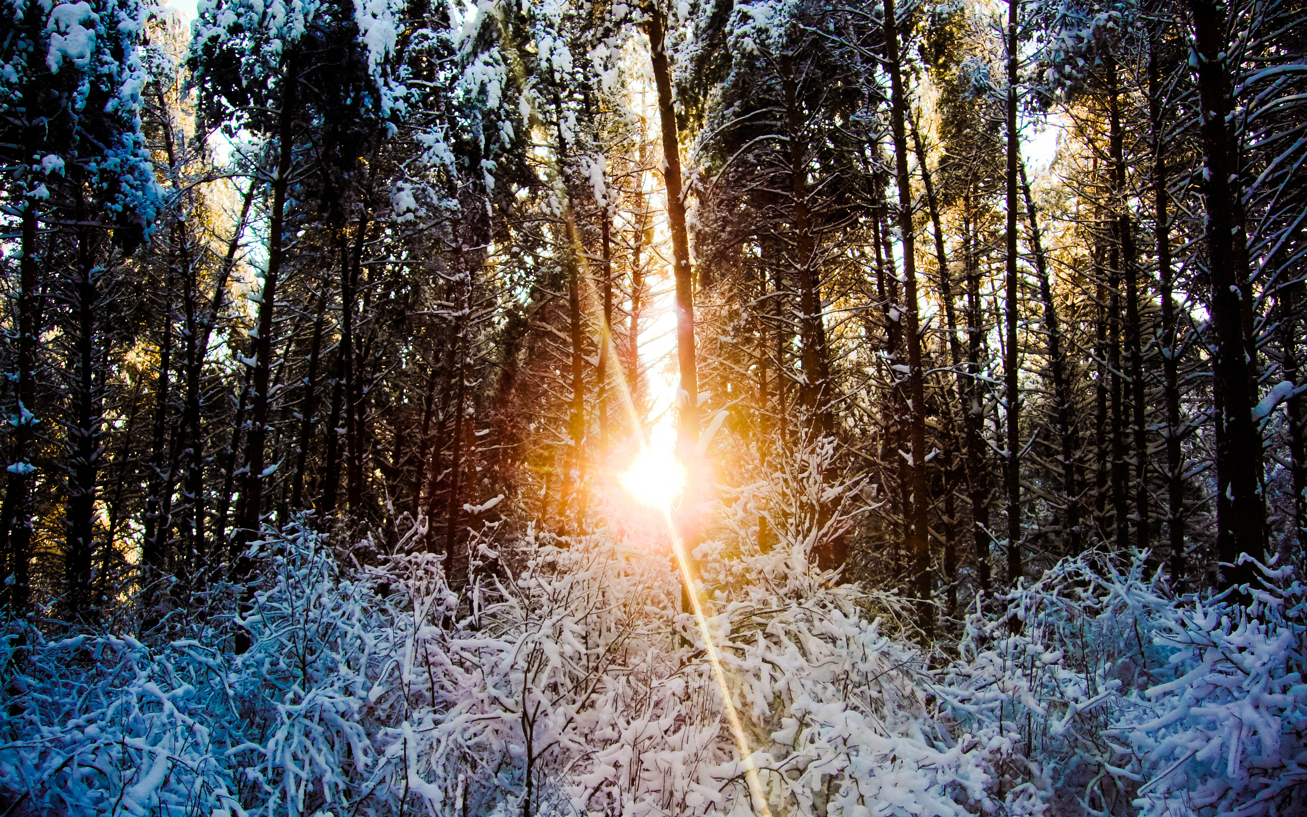 Téléchargez gratuitement l'image Hiver, Terre/nature sur le bureau de votre PC