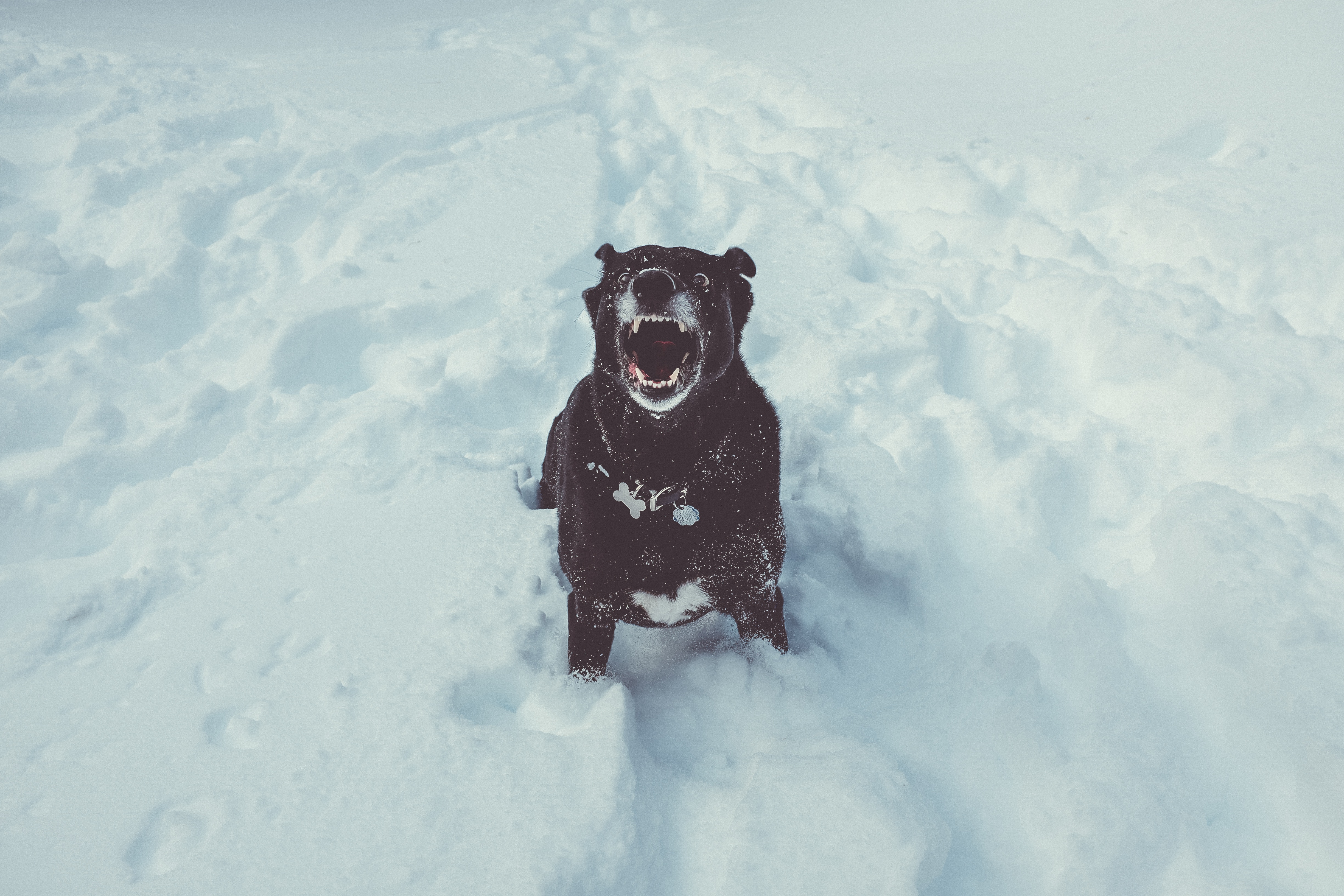 Handy-Wallpaper Schnee, Grinsen, Grin, Hund, Tiere kostenlos herunterladen.