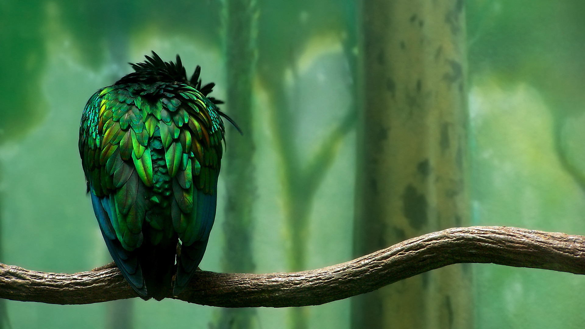 Download mobile wallpaper Bird, Animal for free.