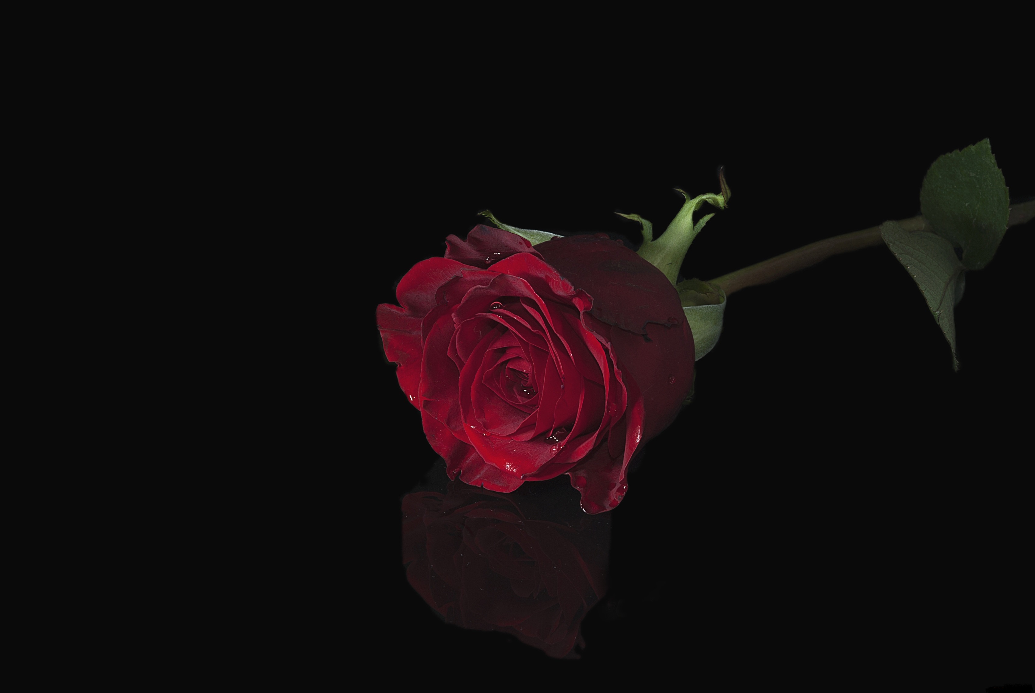 Скачать картинку Цветок, Роза, Красная Роза, Земля/природа, Флауэрсы в телефон бесплатно.