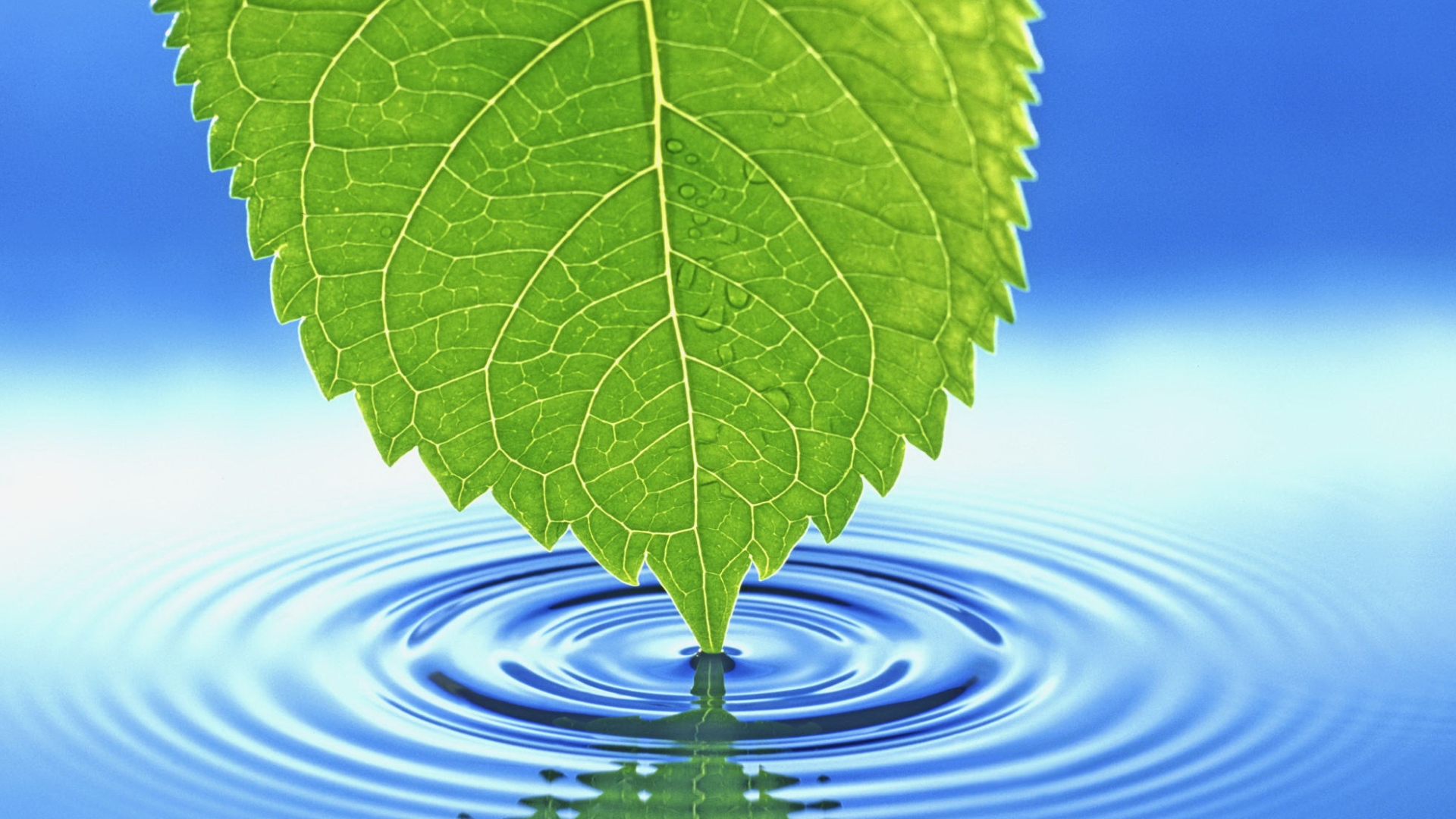 Free download wallpaper Leaf, Earth on your PC desktop