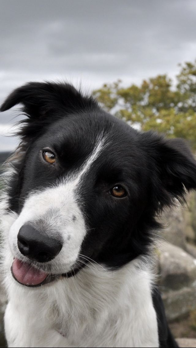 Download mobile wallpaper Dogs, Animal, Border Collie for free.